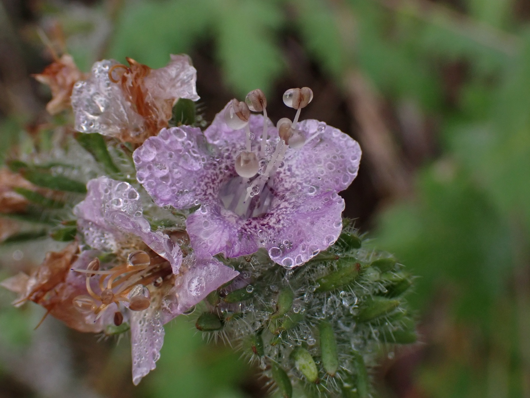 Caterpillar Scorpionweed — photo 21