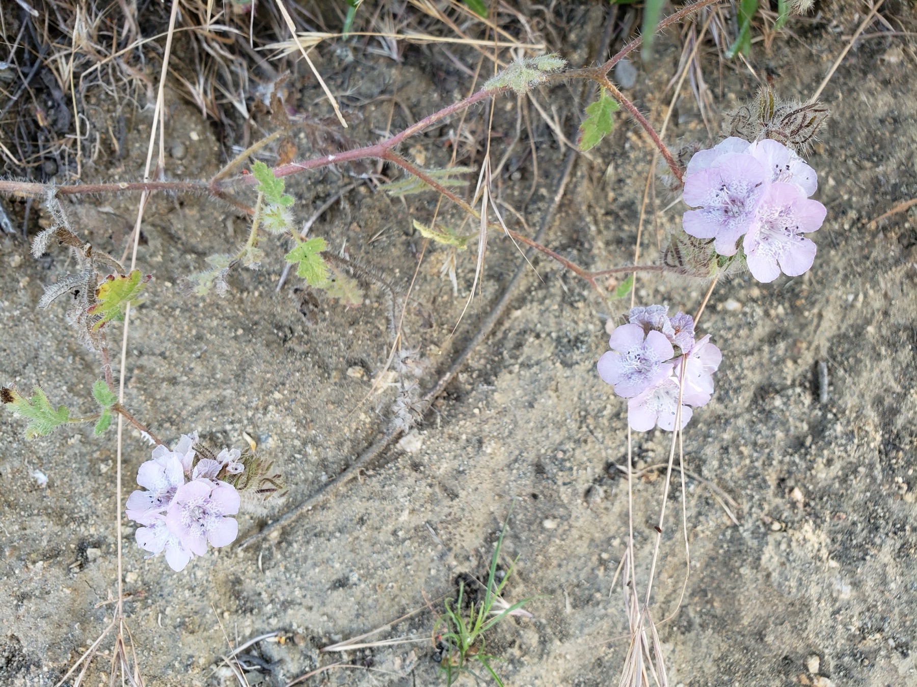 Caterpillar Scorpionweed — photo 22