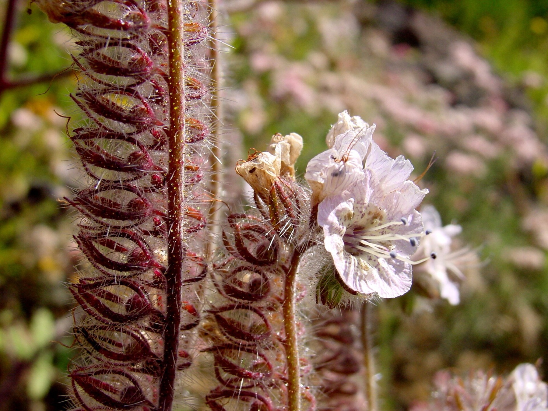 Caterpillar Scorpionweed — photo 23