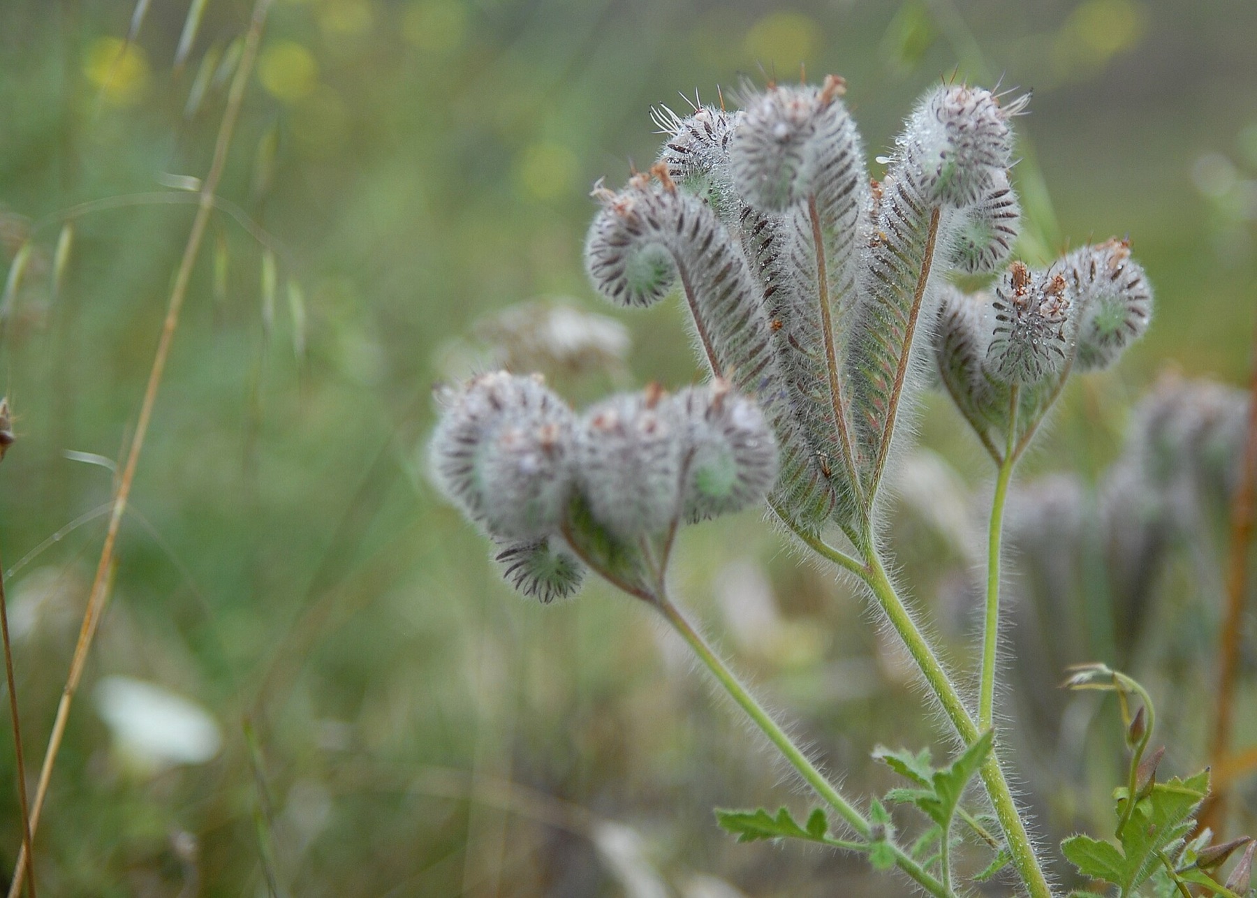 Caterpillar Scorpionweed