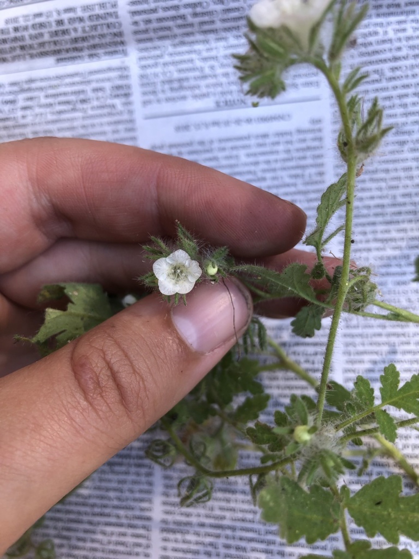 Caterpillar Scorpionweed — photo 2