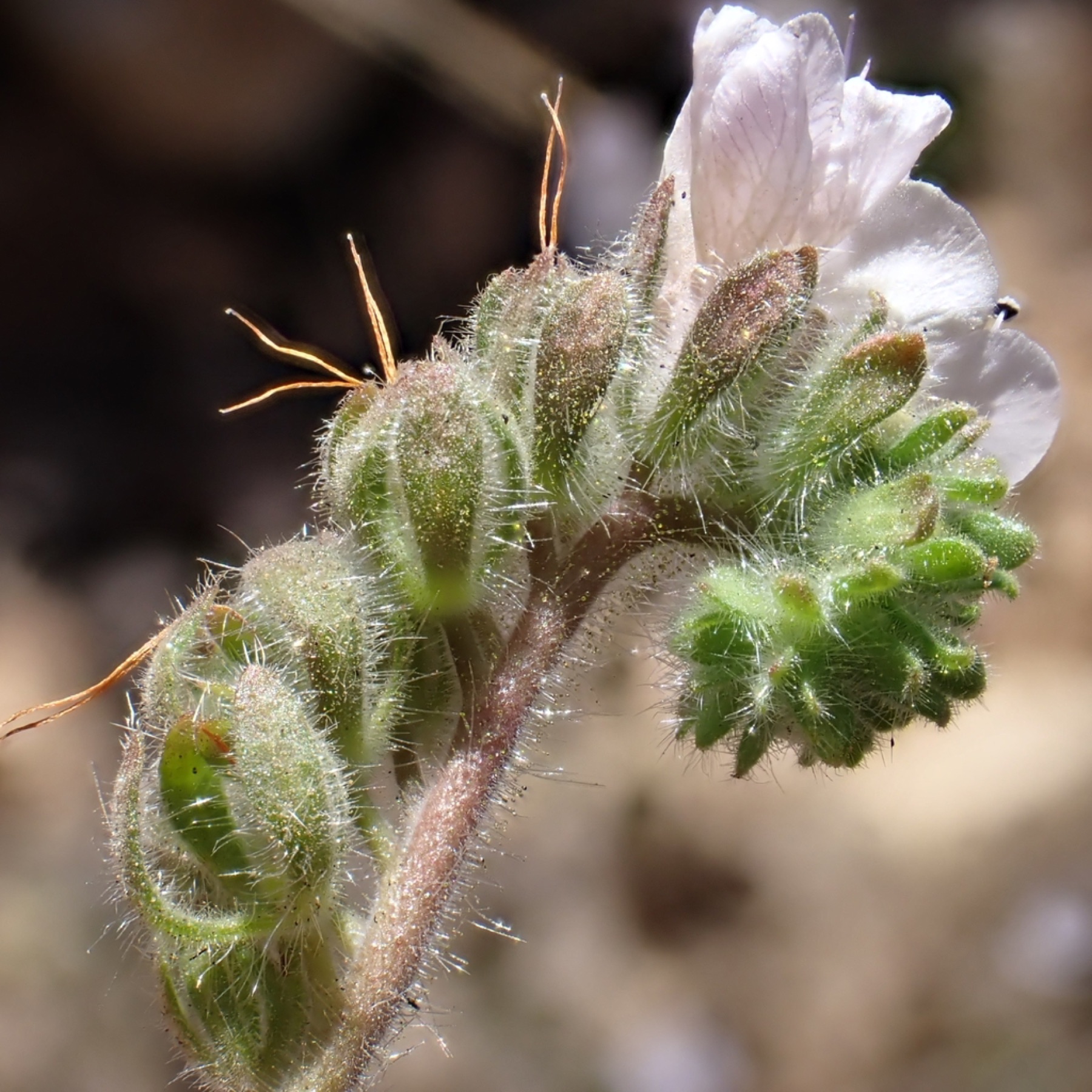 Caterpillar Scorpionweed — photo 3