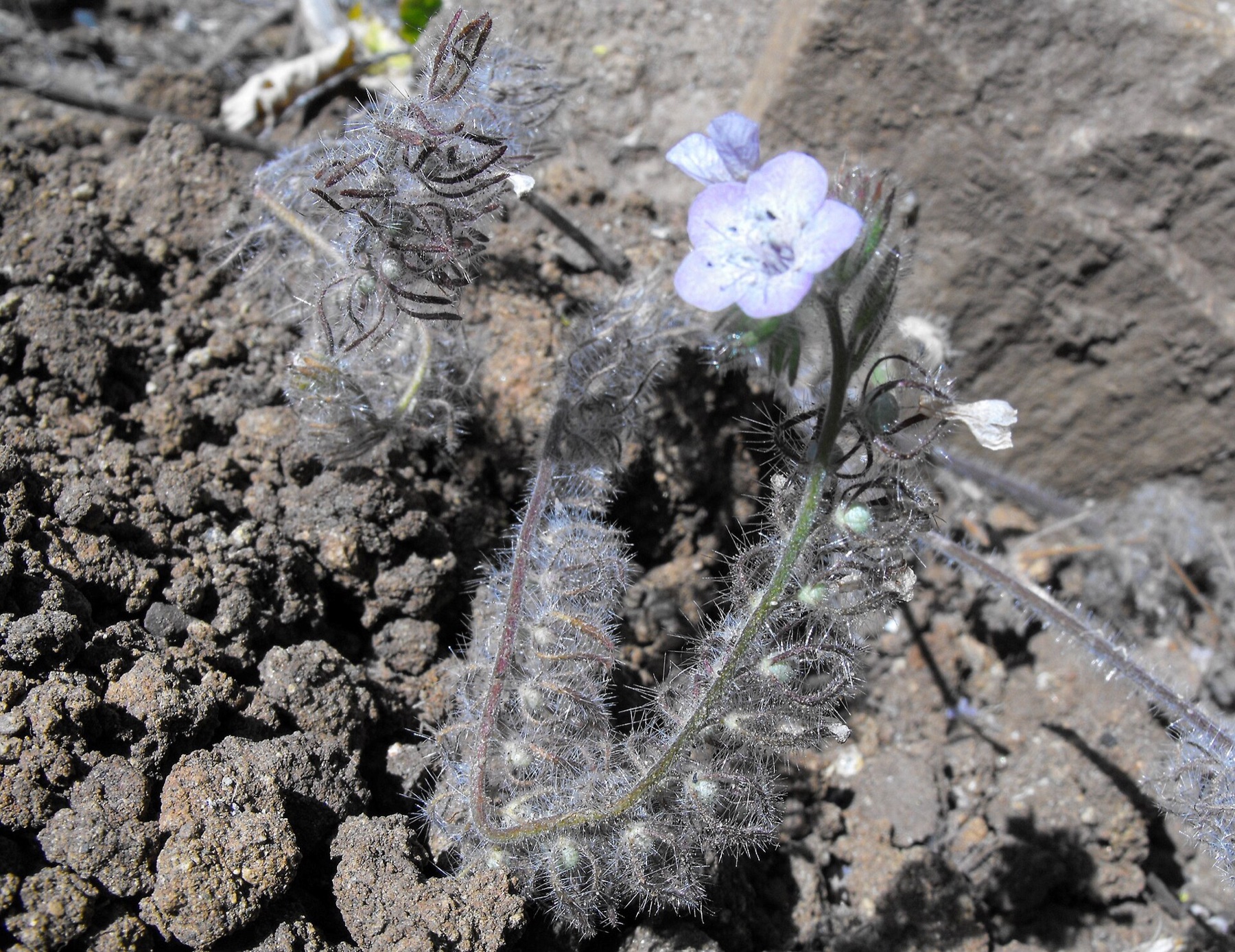 Caterpillar Scorpionweed — photo 4
