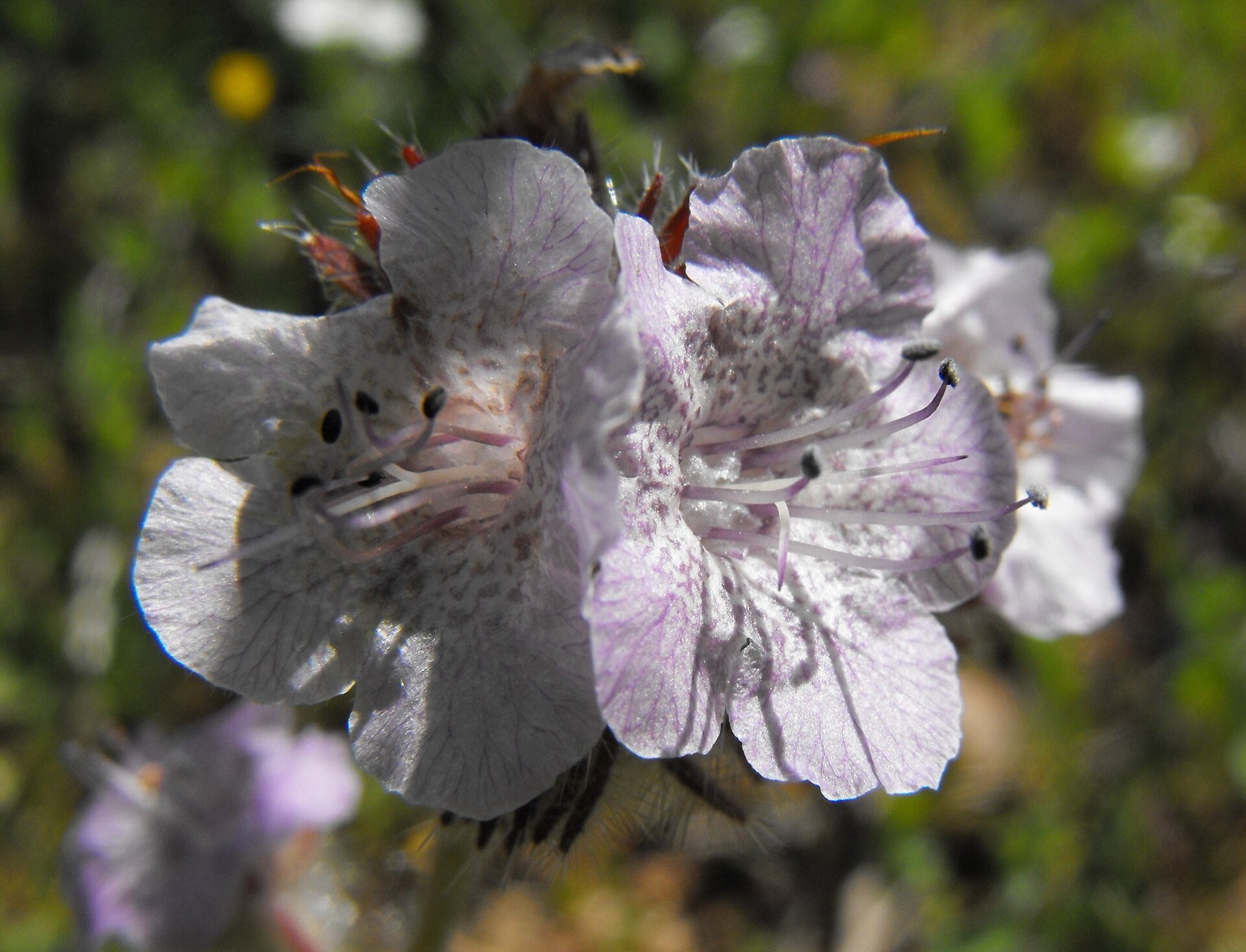 Caterpillar Scorpionweed — photo 5