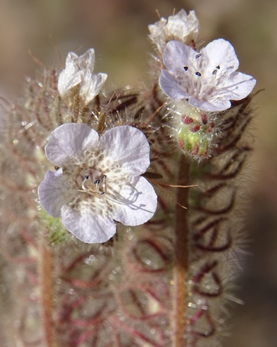 Caterpillar Scorpionweed — photo 24