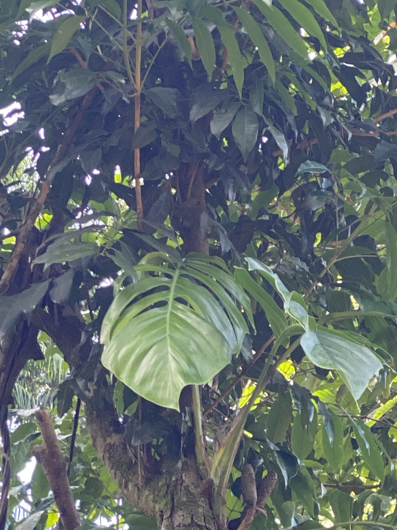 Cebu Blue Pothos — photo 6