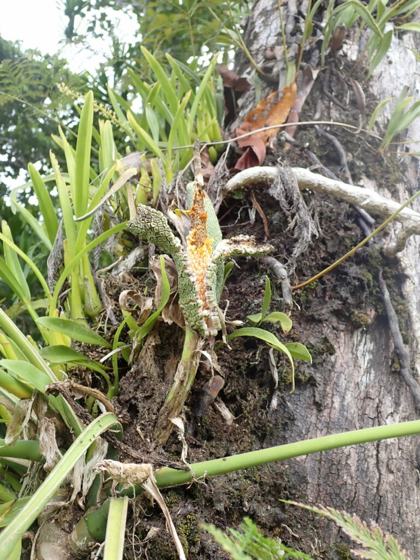 Cebu Blue Pothos — photo 9