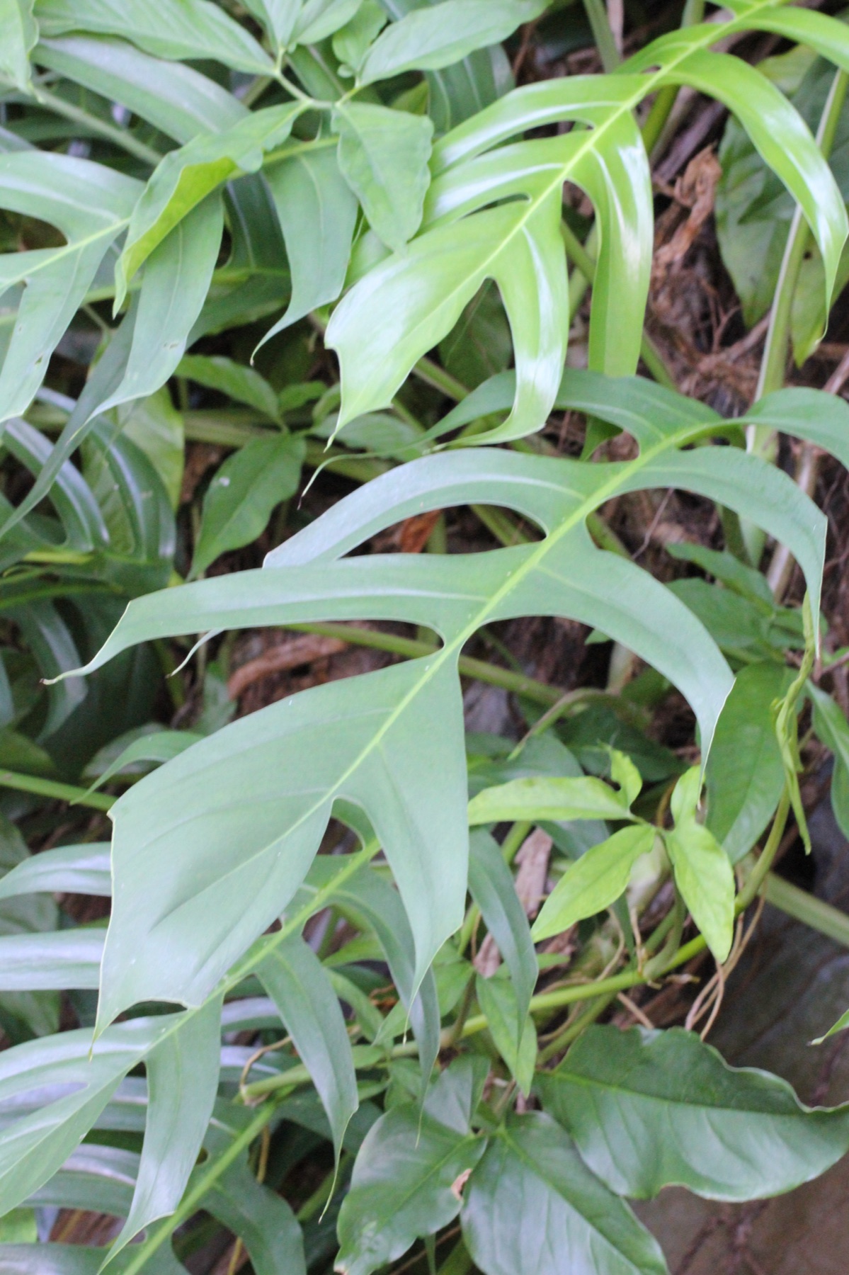 Cebu Blue Pothos — photo 10