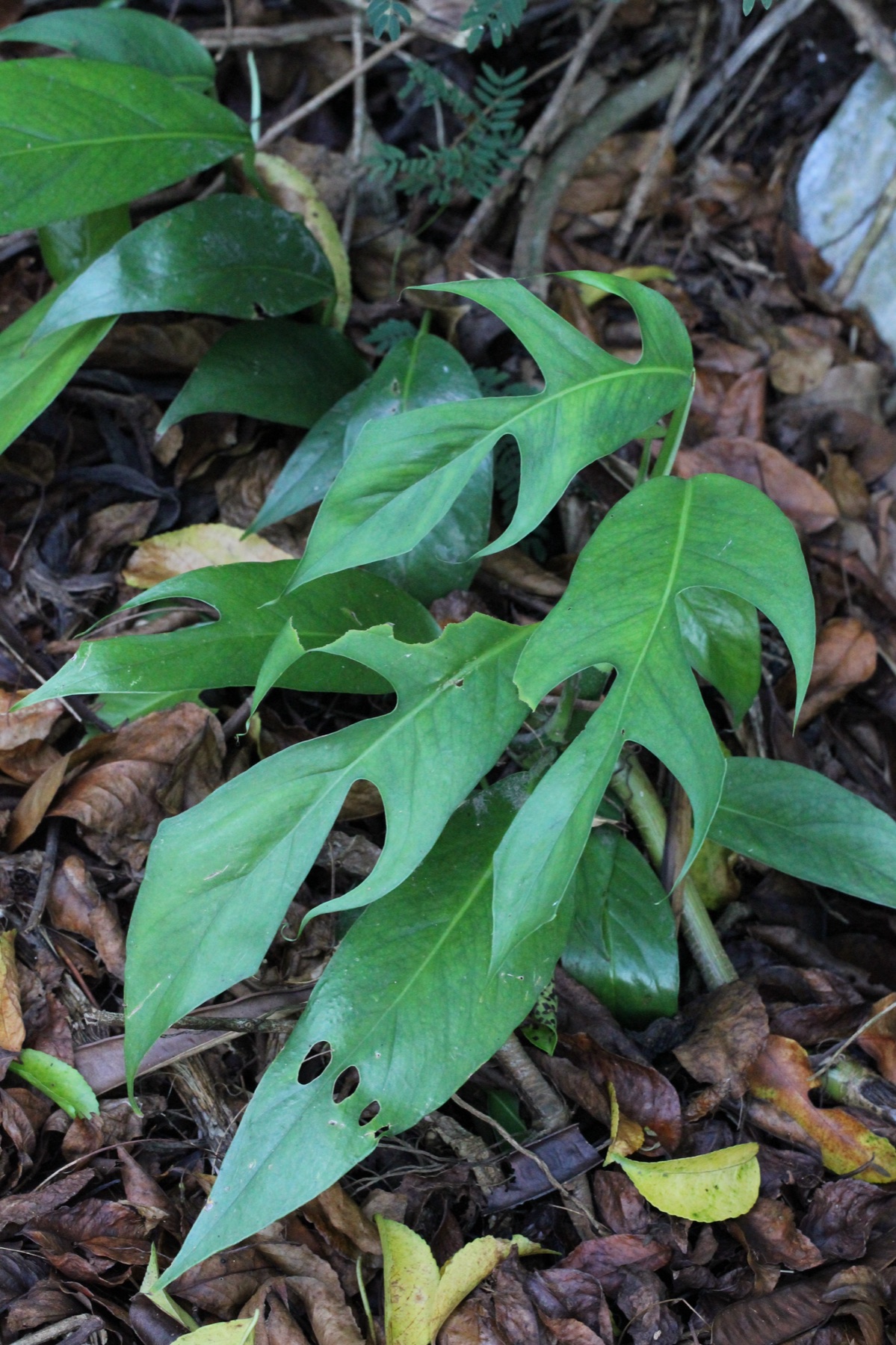 Cebu Blue Pothos — photo 11