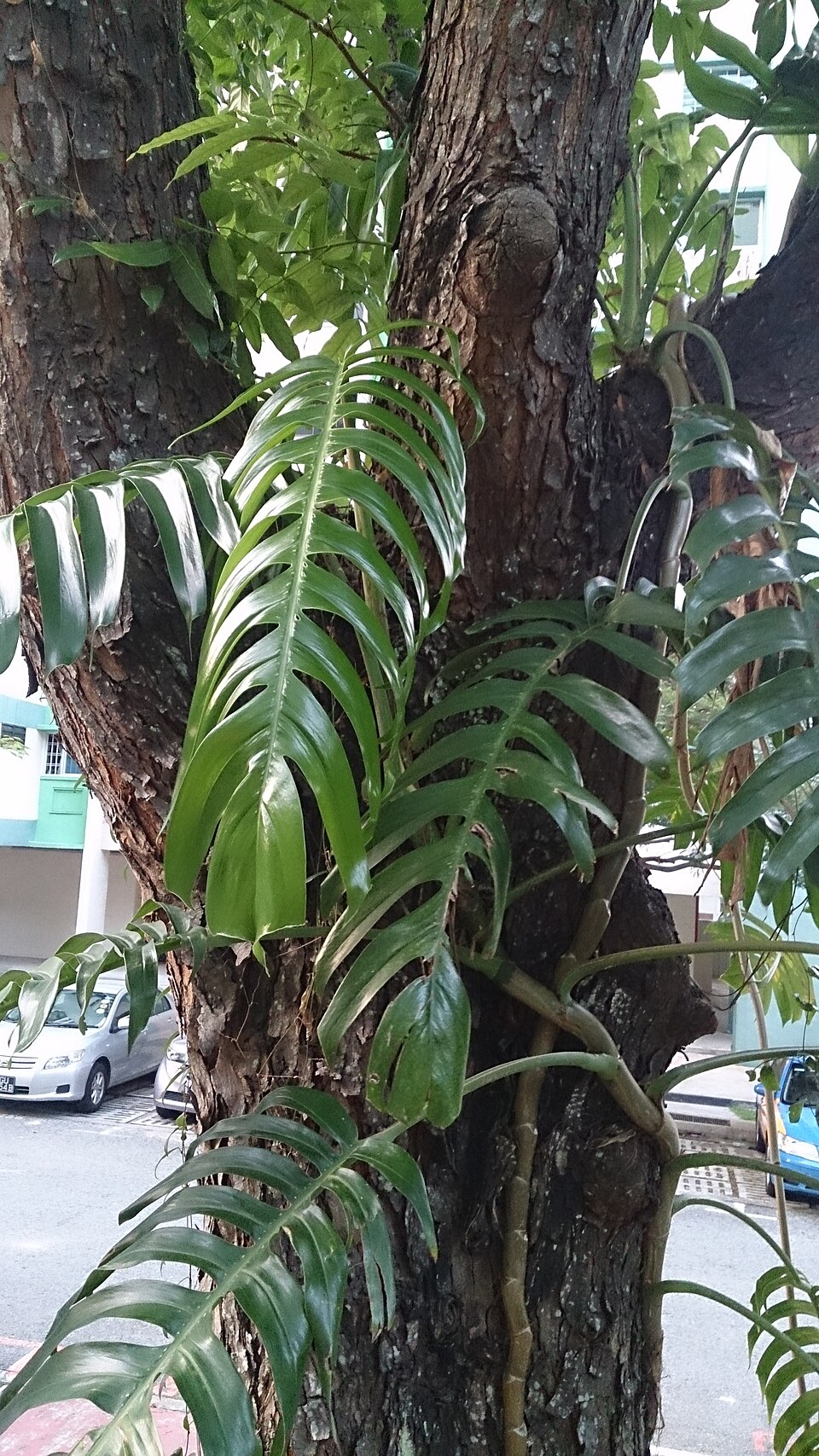 Cebu Blue Pothos — photo 15