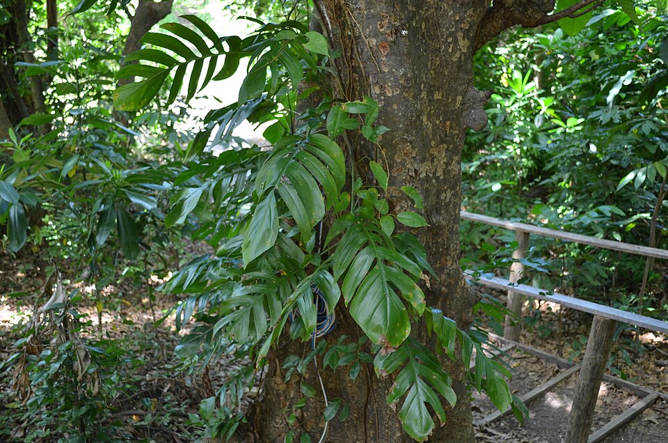 Cebu Blue Pothos — photo 16