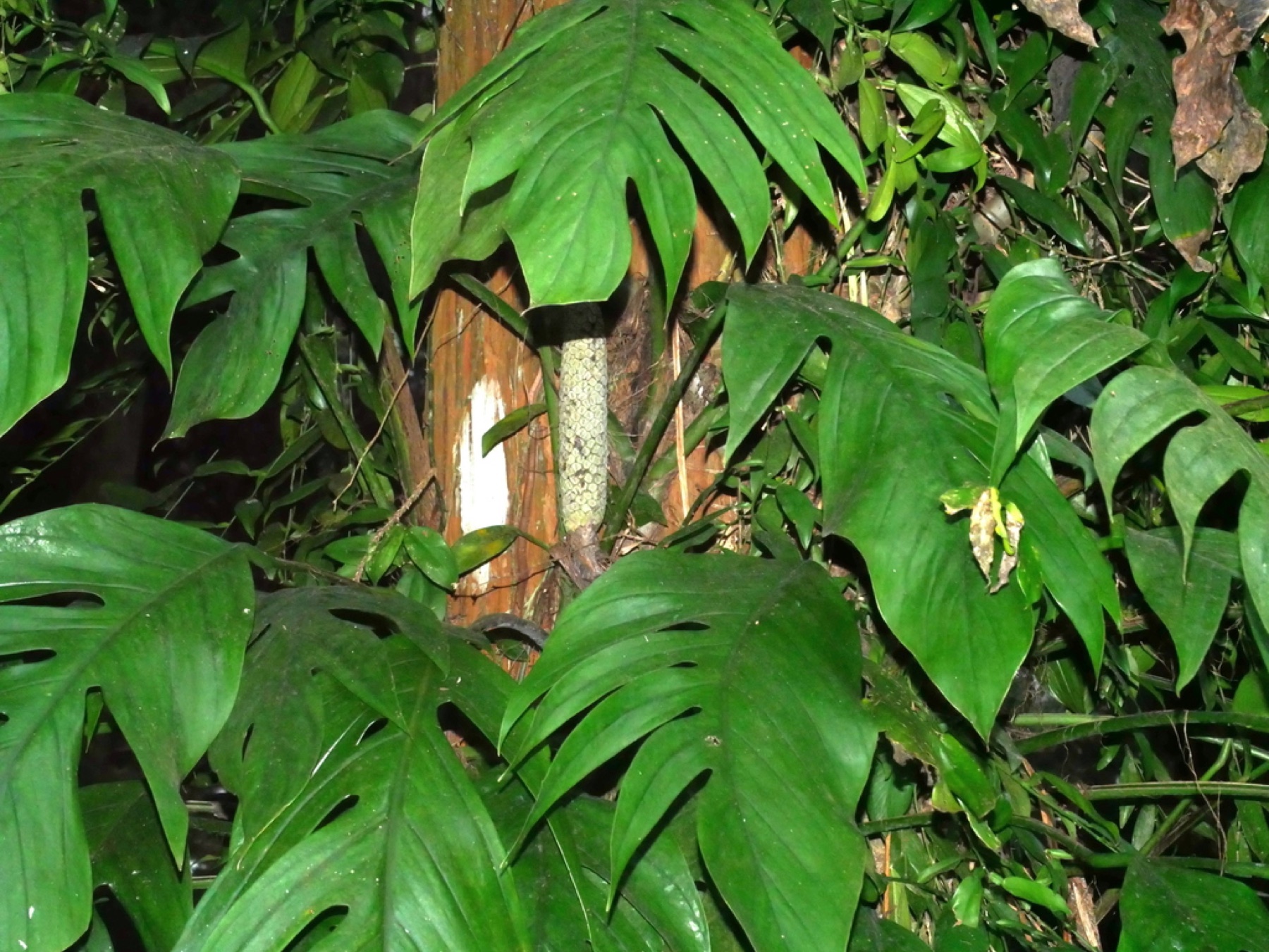 Cebu Blue Pothos — photo 2