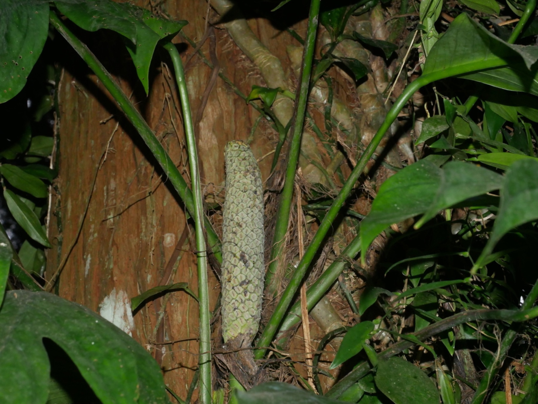 Cebu Blue Pothos — photo 3
