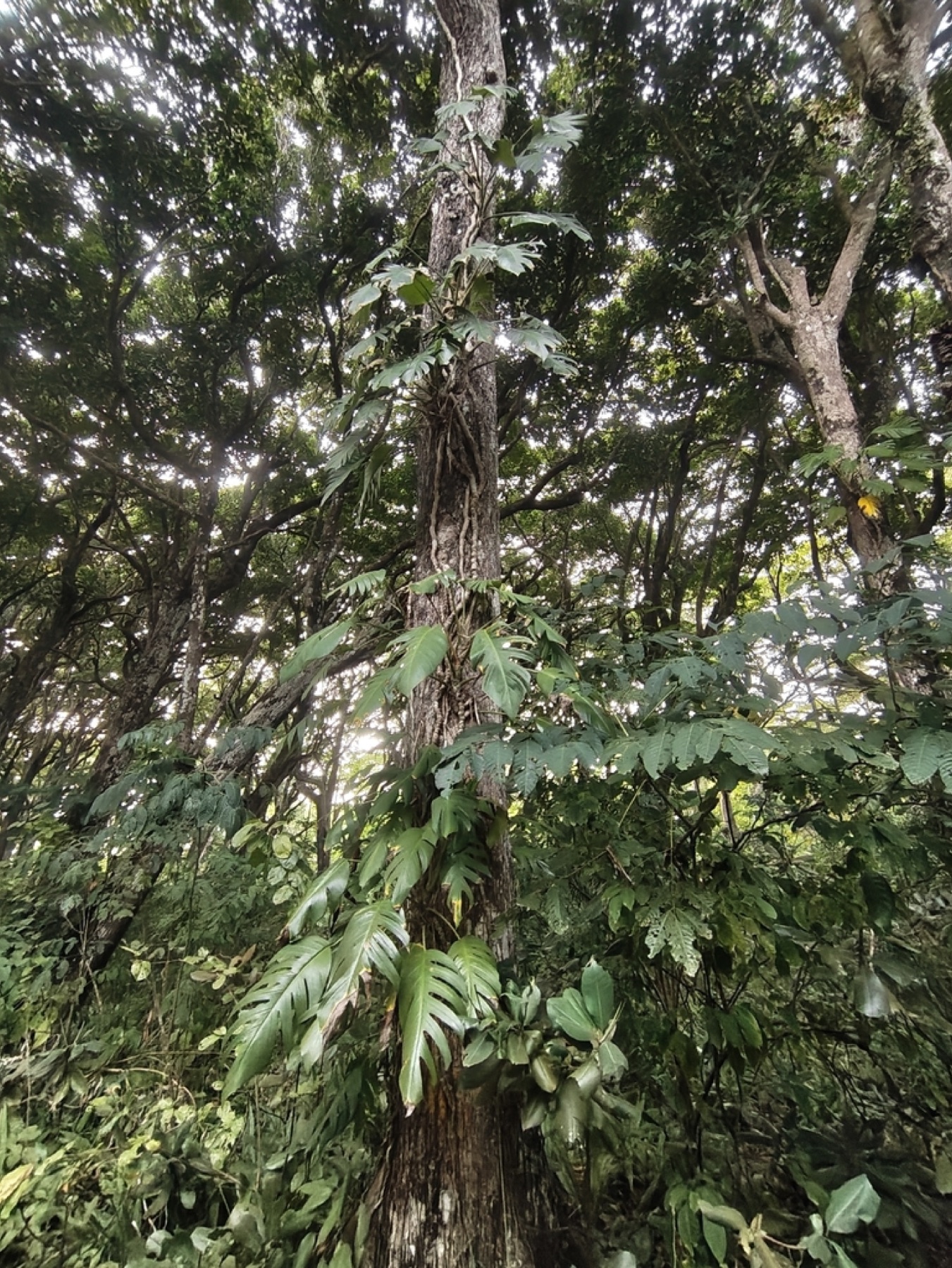 Cebu Blue Pothos — photo 4