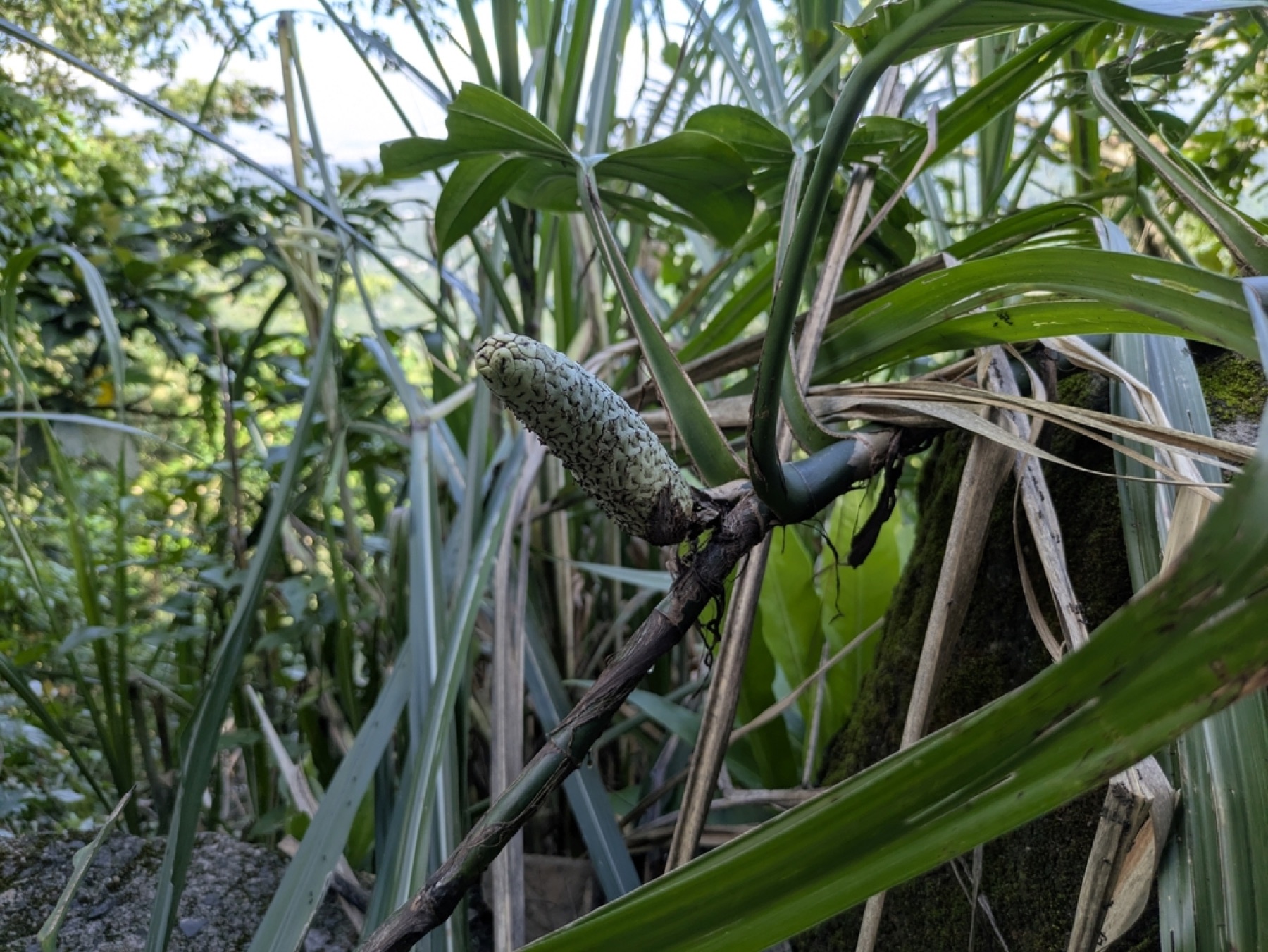 Cebu Blue Pothos — photo 5
