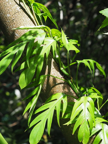 Cebu Blue Pothos — photo 14
