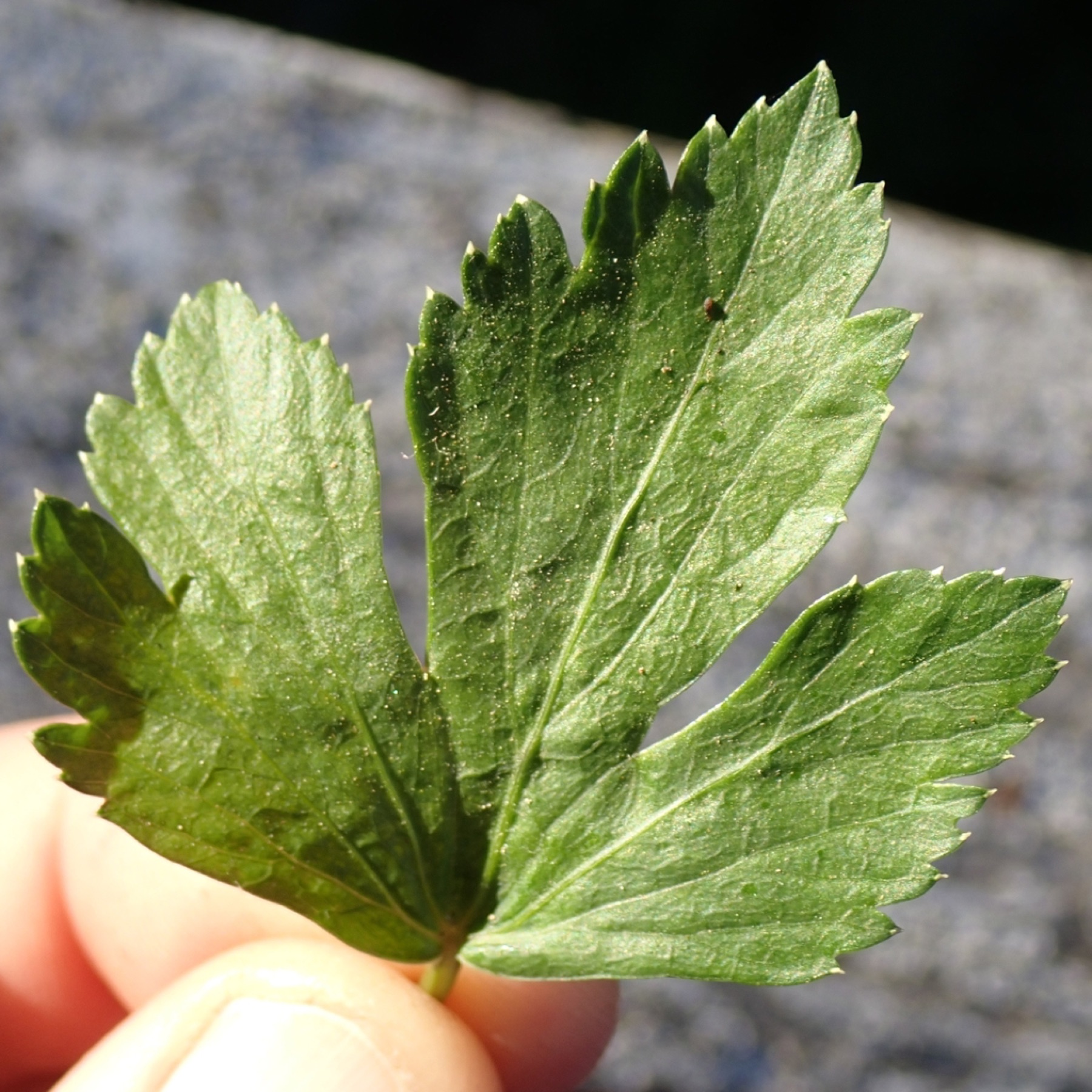 Celery — photo 12