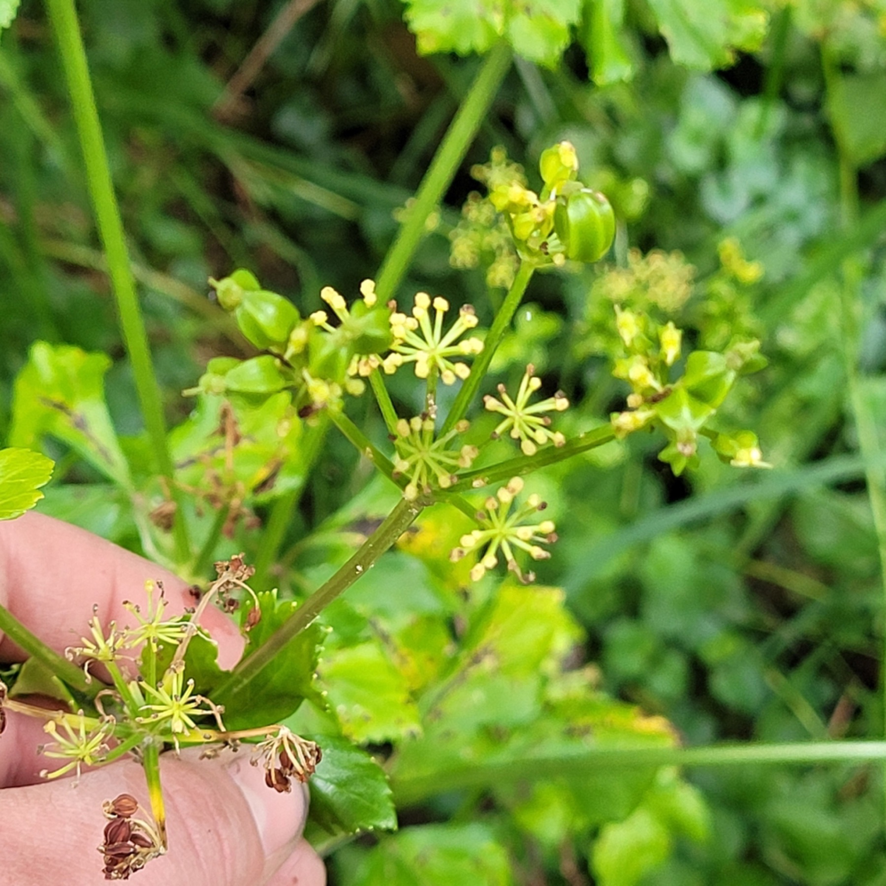 Celery — photo 14