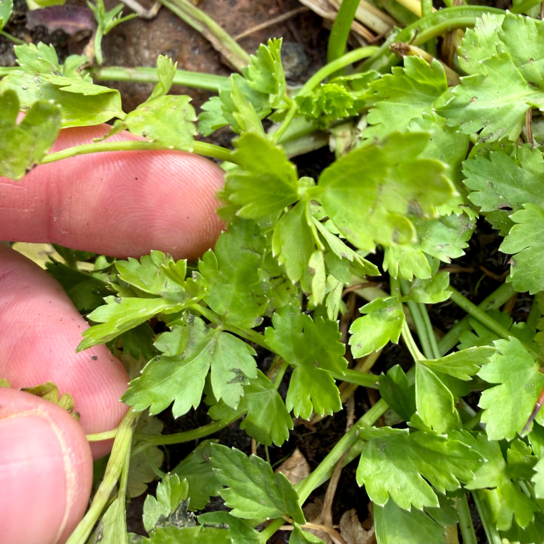 Celery — photo 16