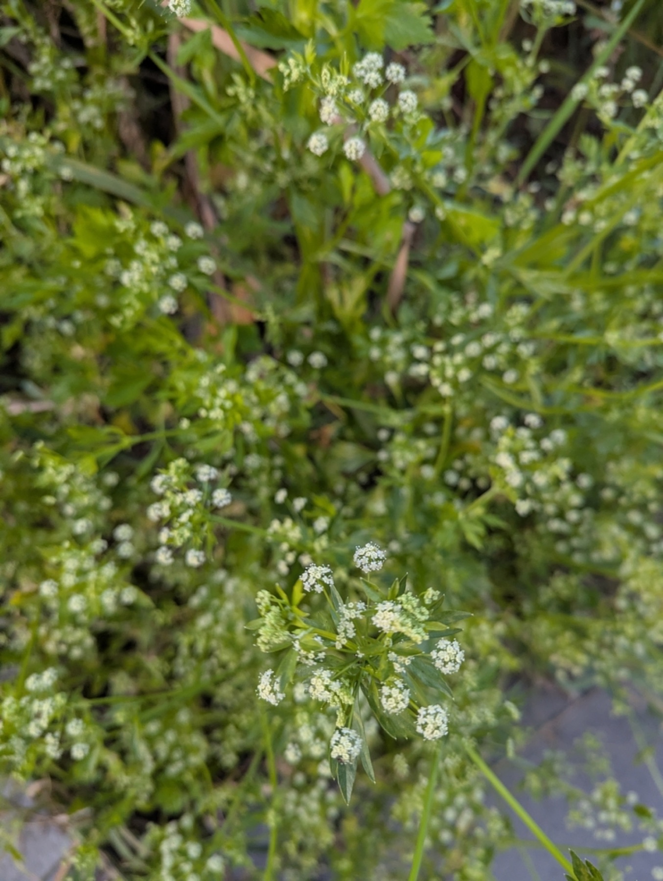 Celery — photo 17