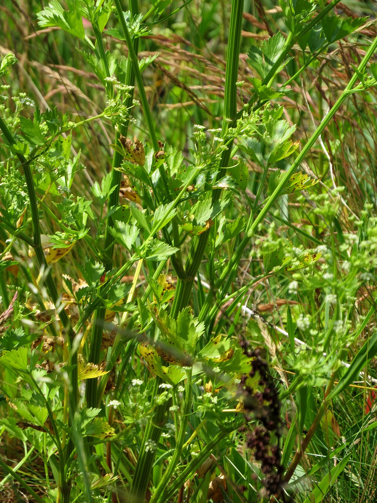 Celery — photo 3