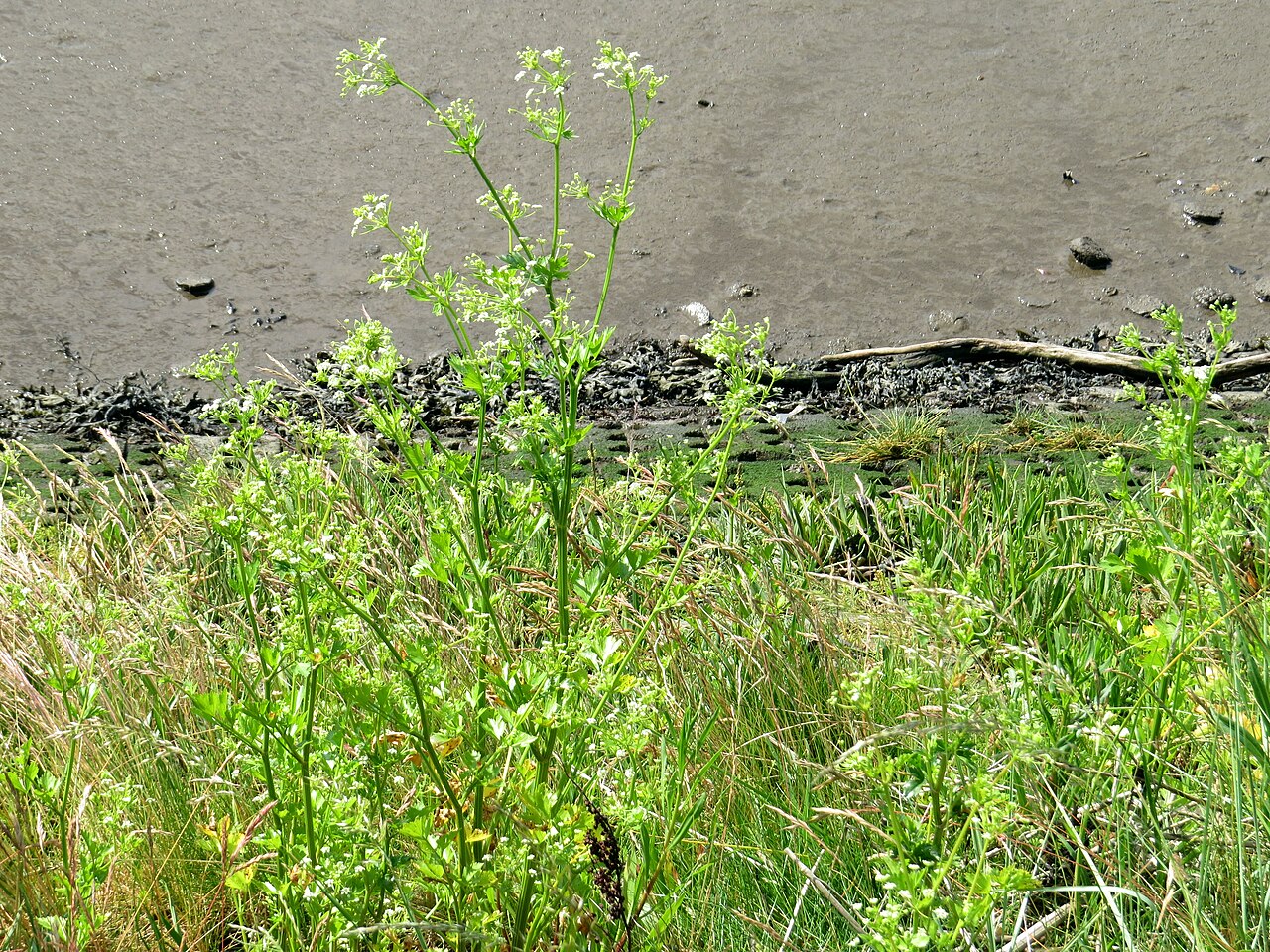 Celery — photo 4