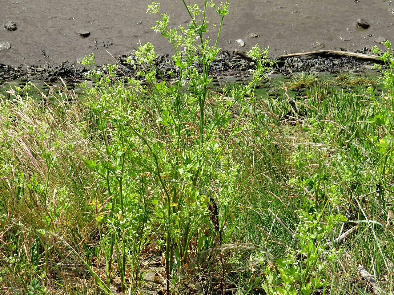 Celery — photo 5