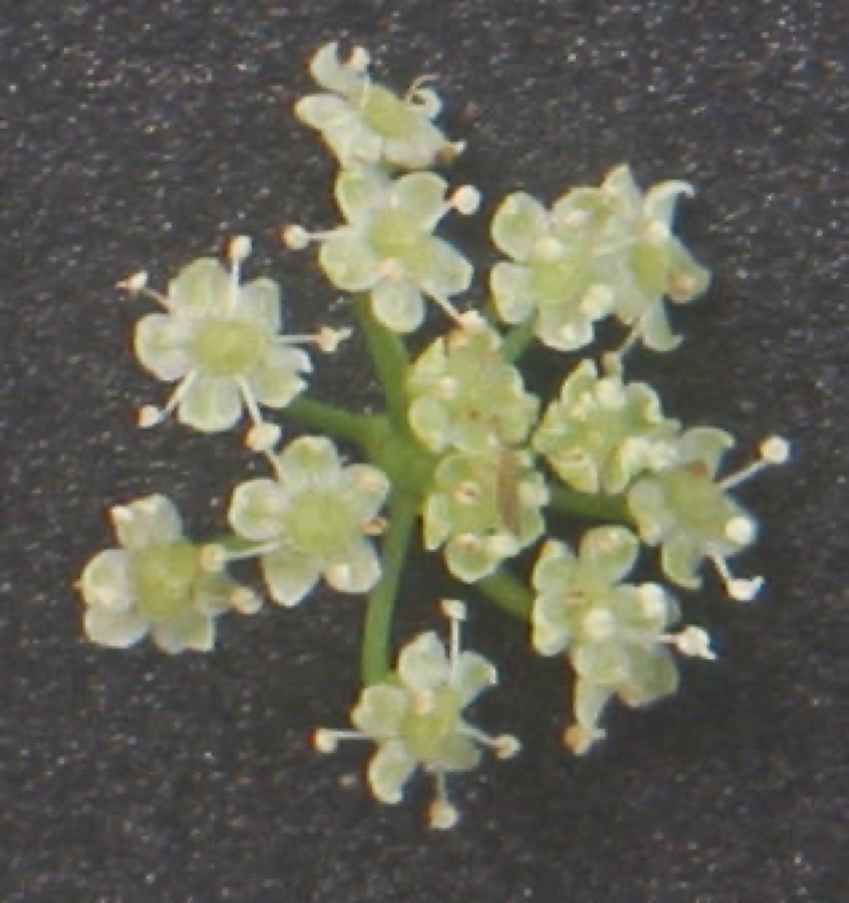 Celery — photo 6