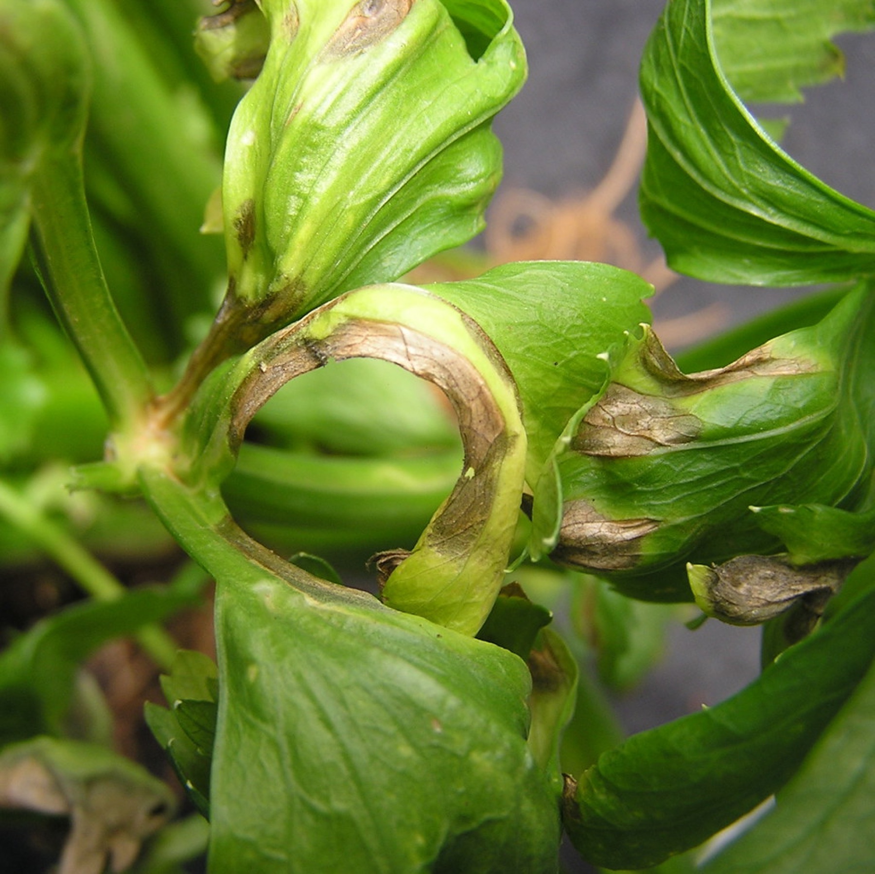 Celery — photo 7