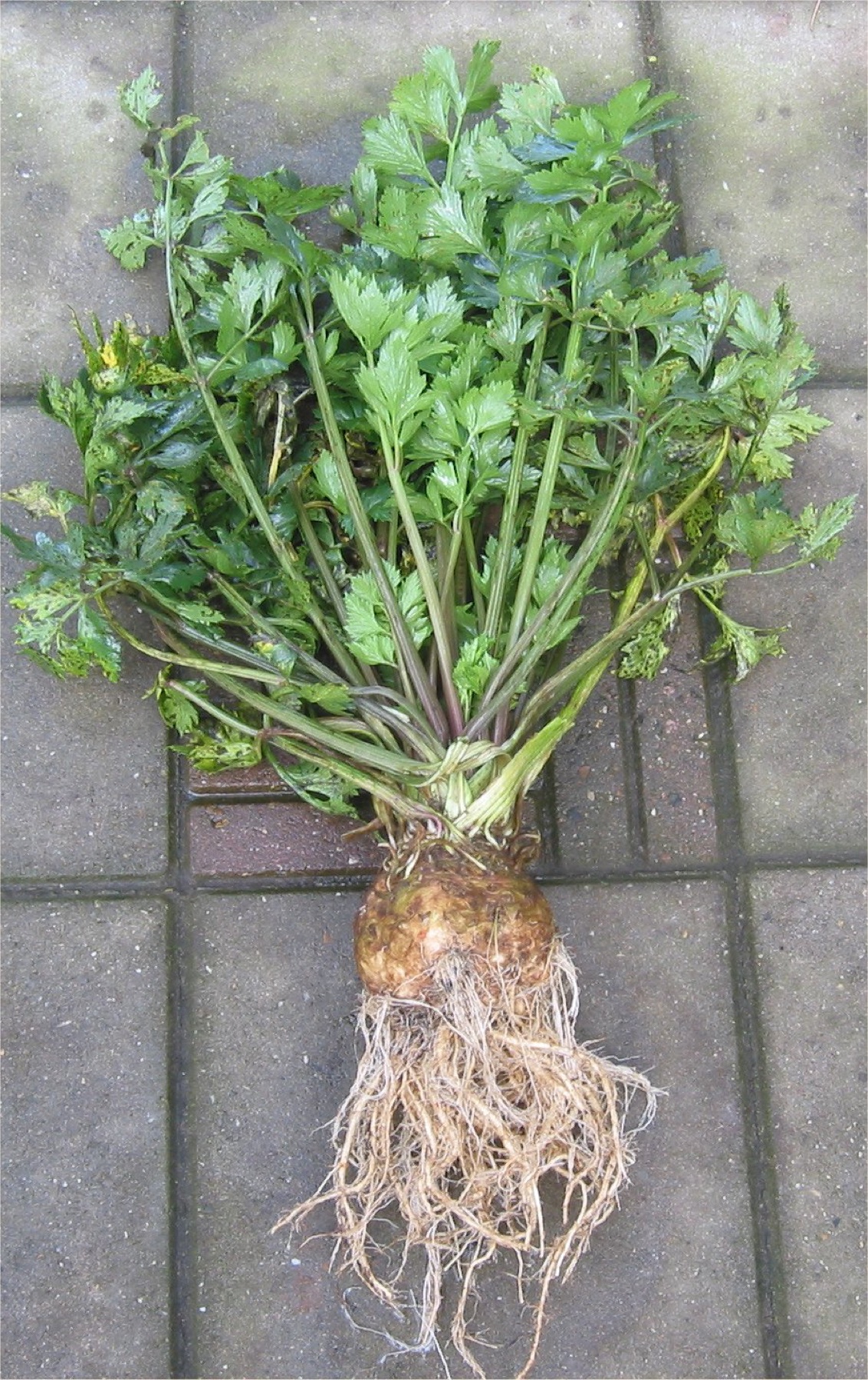 Celery — photo 8