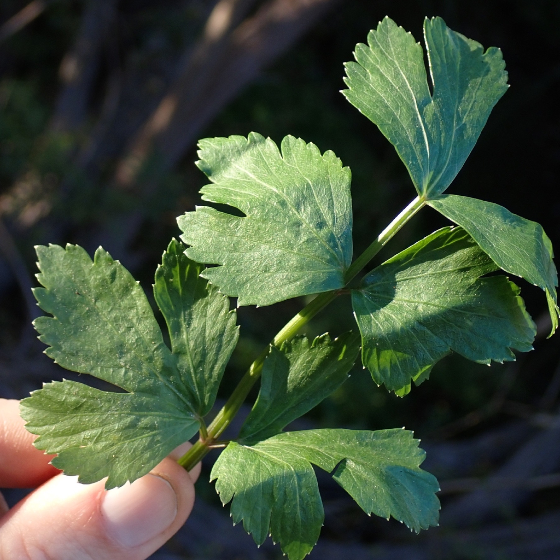 Celery — photo 9