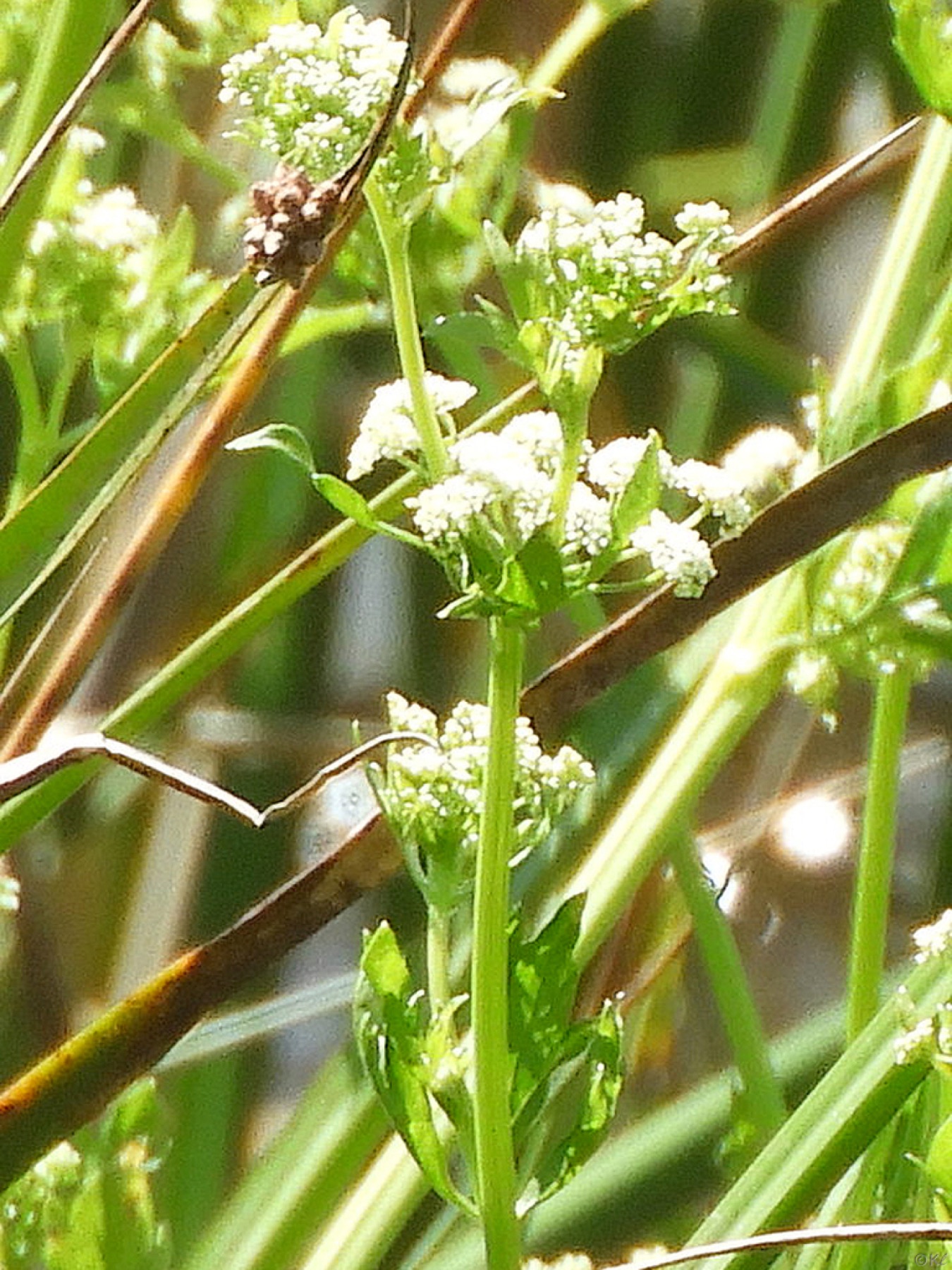 Celery — photo 10