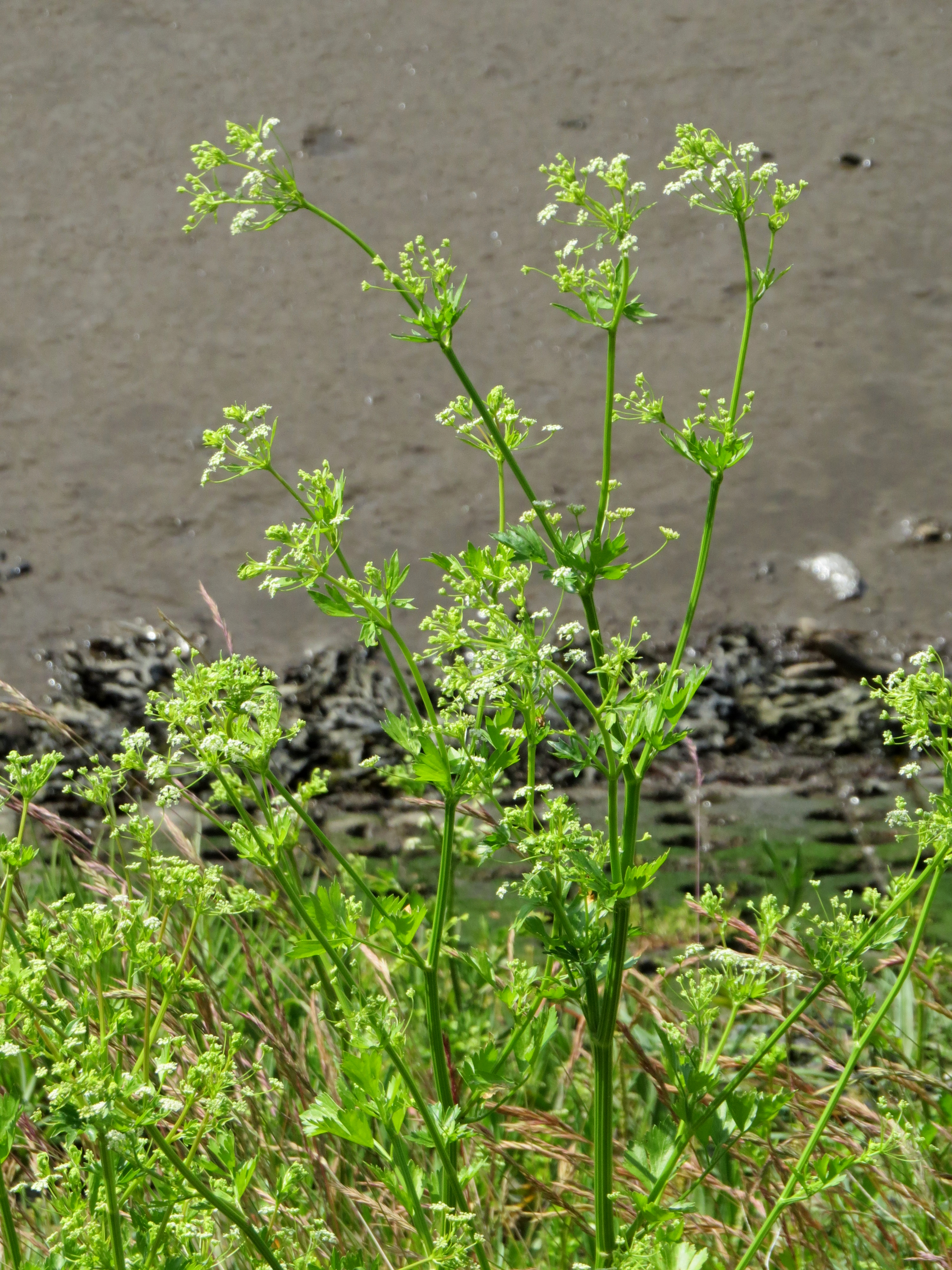 Celery — photo 2