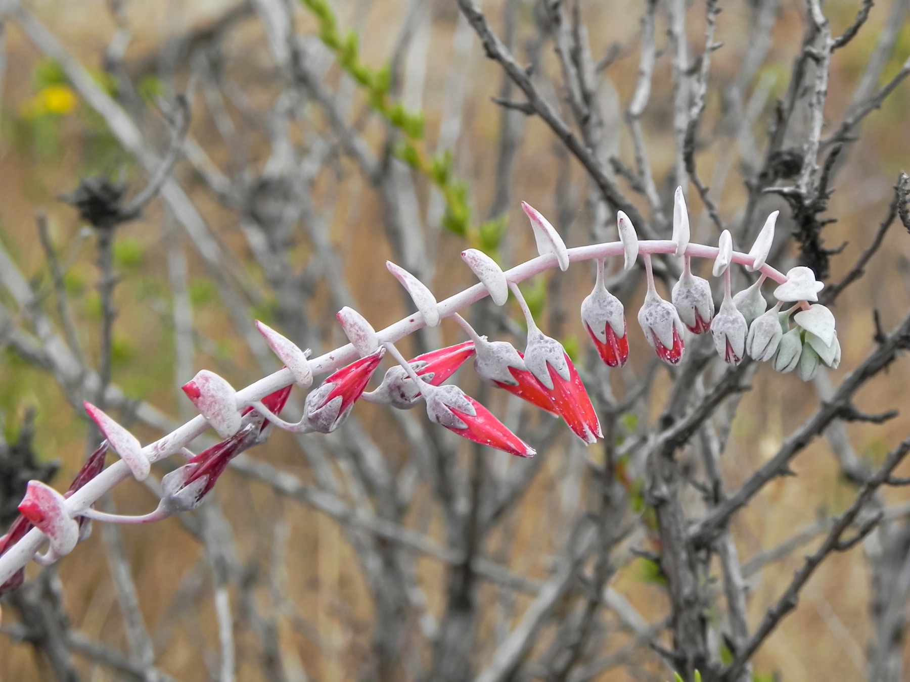 Chalk Dudleya — photo 7