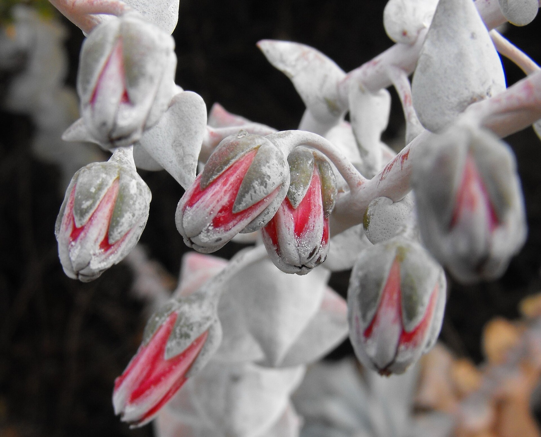 Chalk Dudleya — photo 8