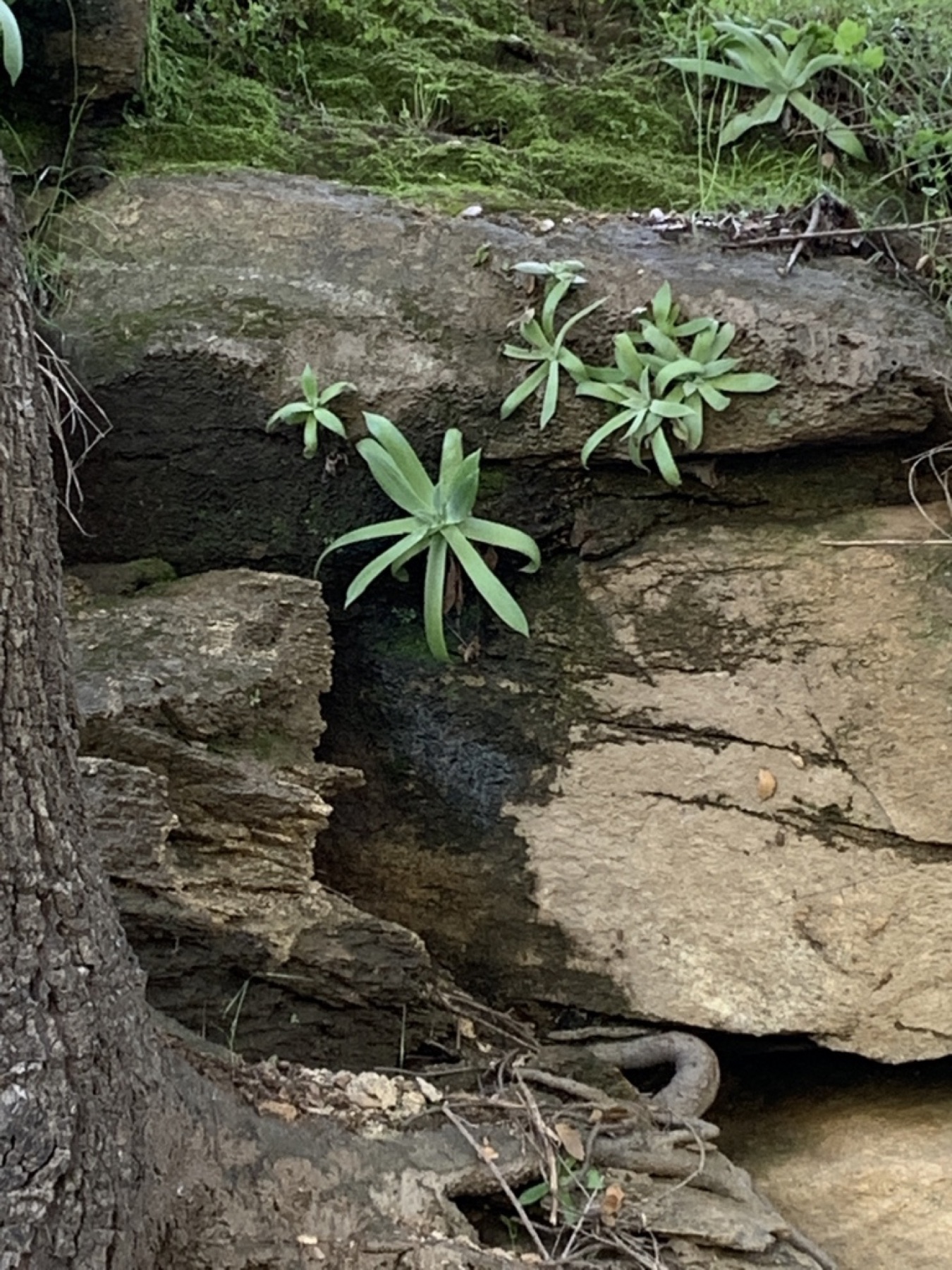 Chalk Dudleya — photo 10