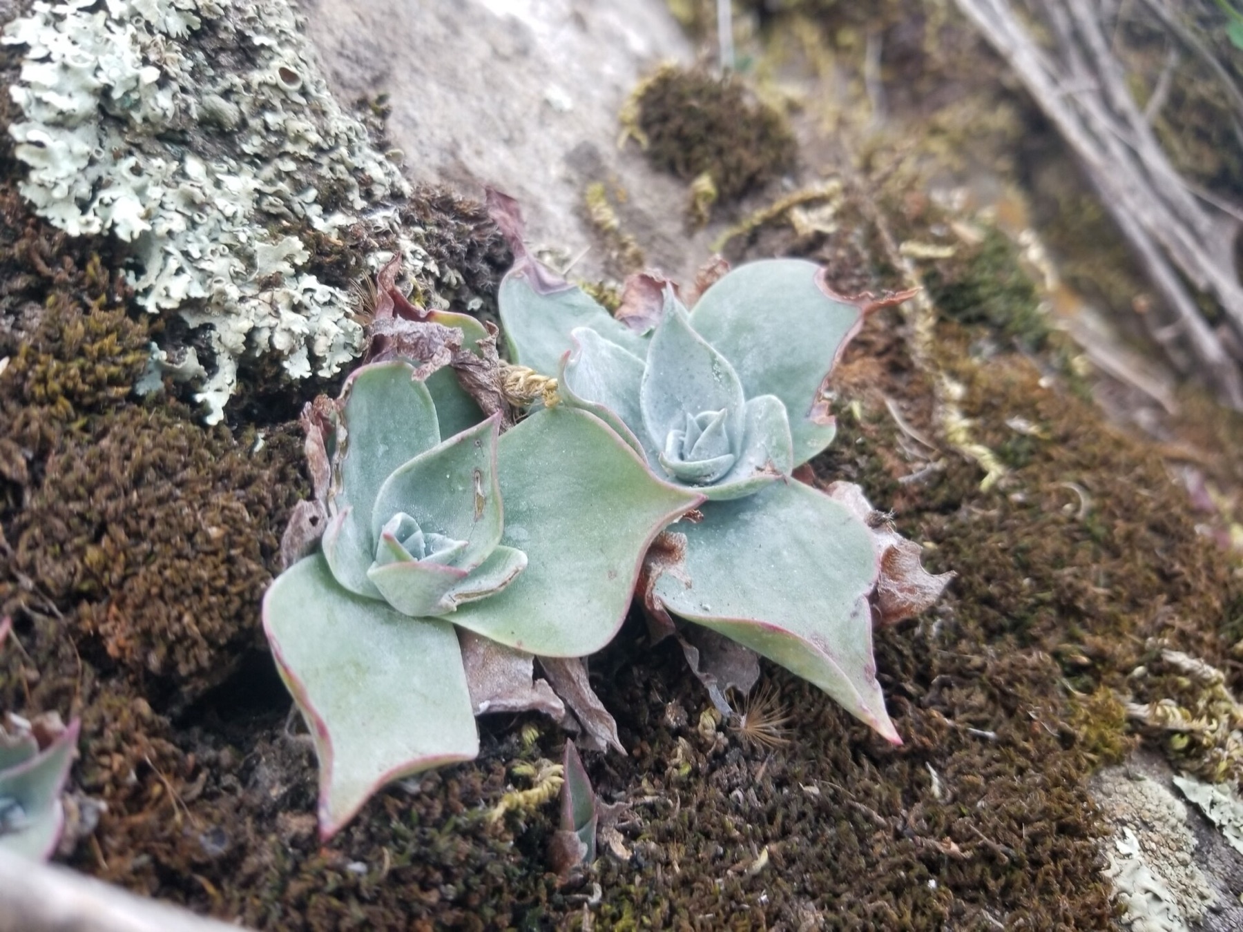 Chalk Dudleya — photo 11