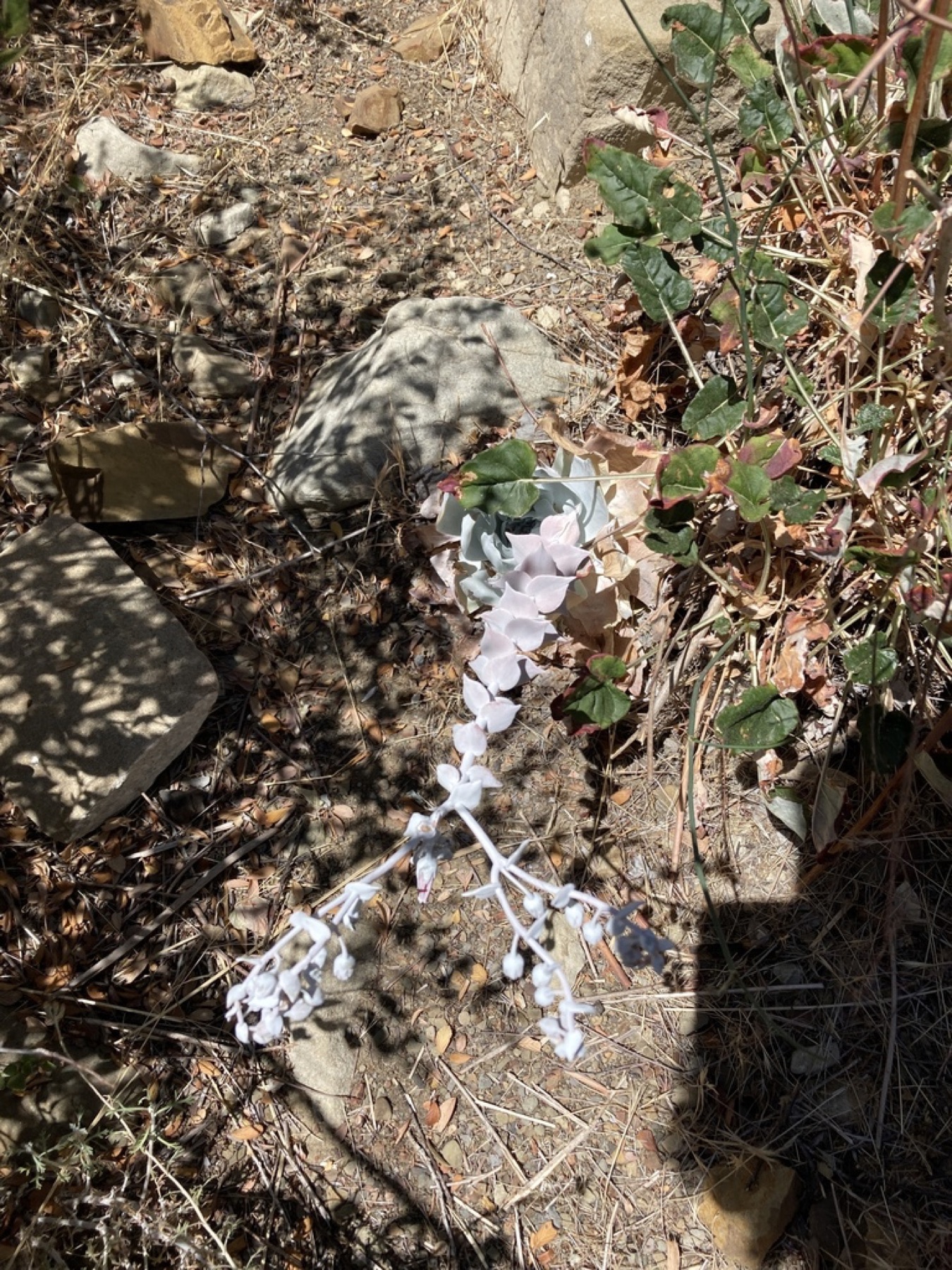 Chalk Dudleya — photo 12