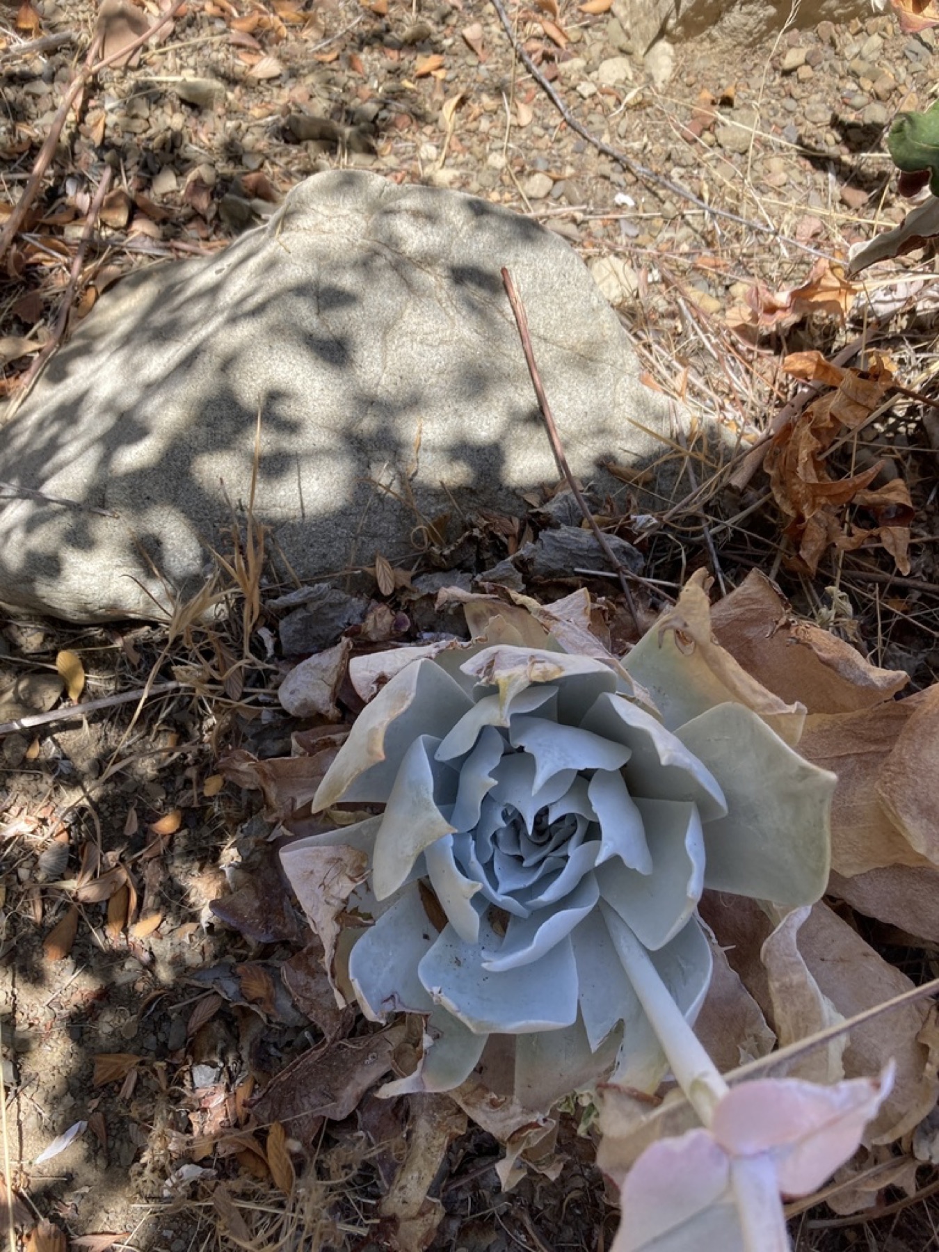 Chalk Dudleya — photo 13