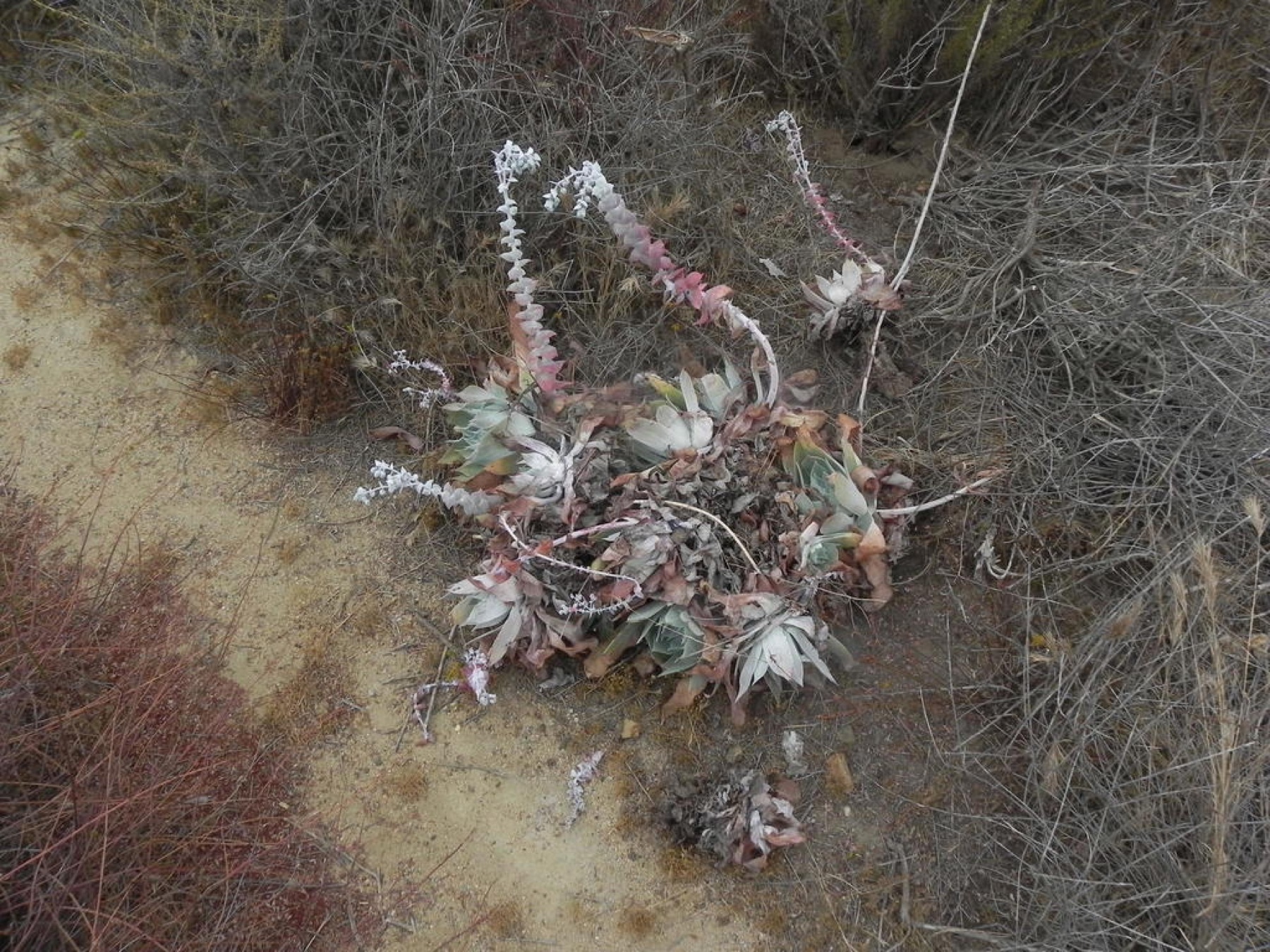 Chalk Dudleya — photo 14