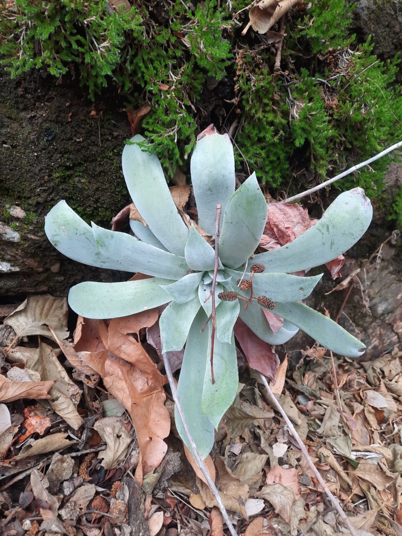 Chalk Dudleya — photo 15