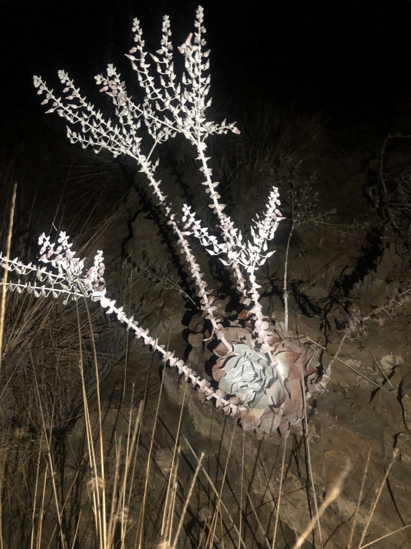 Chalk Dudleya — photo 16