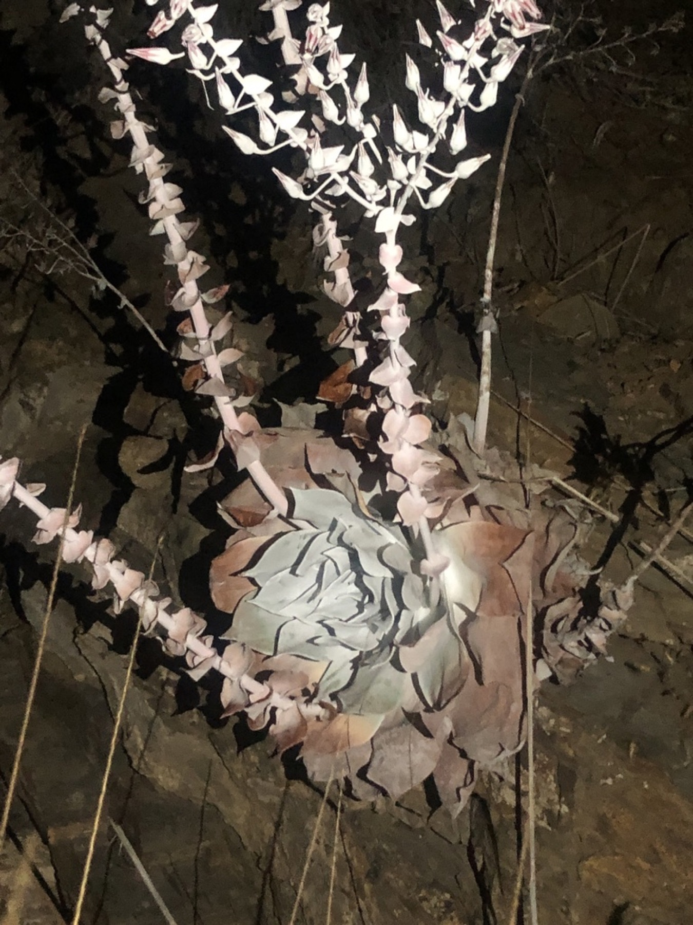 Chalk Dudleya — photo 17