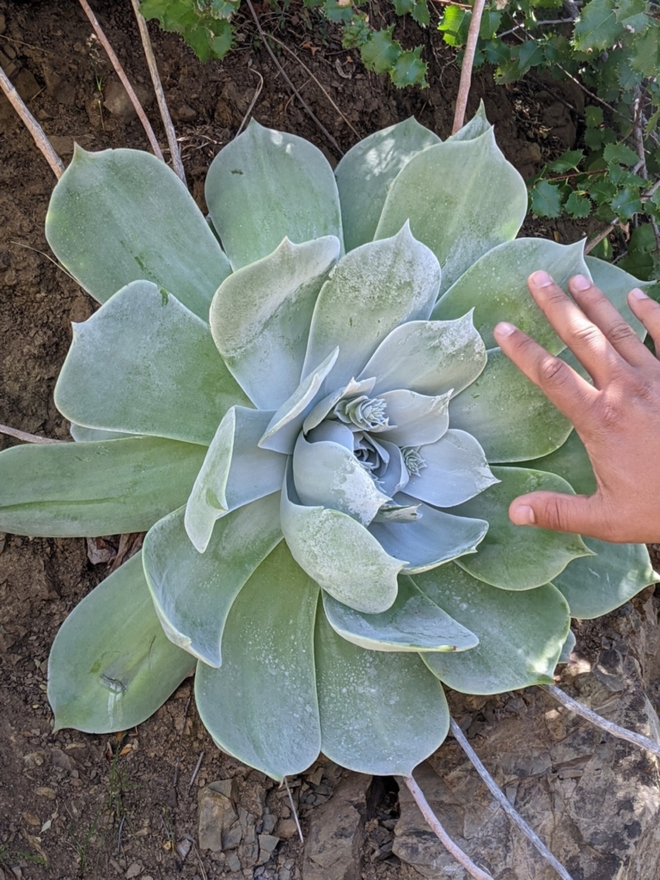 Chalk Dudleya — photo 18