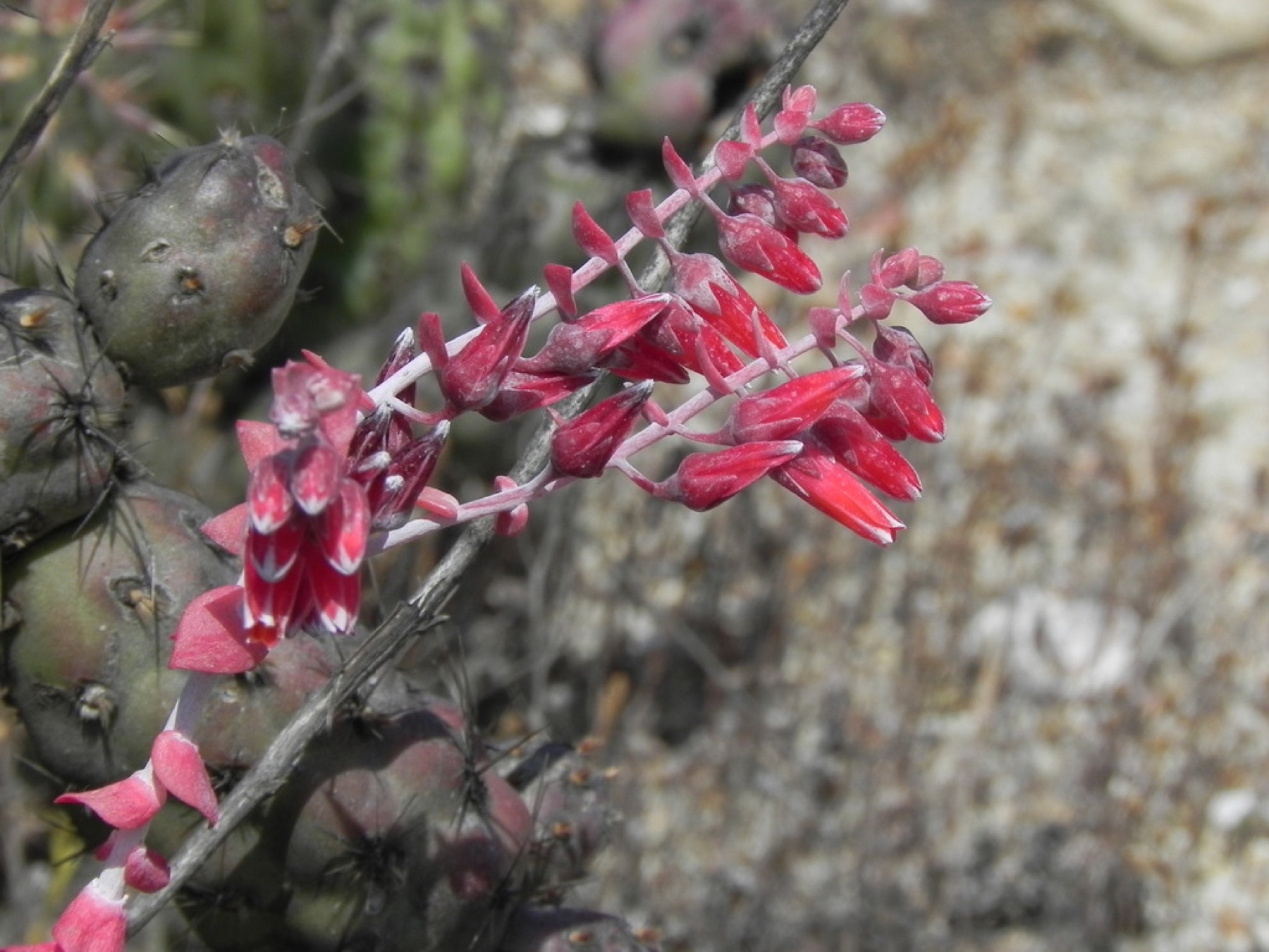 Chalk Dudleya — photo 19