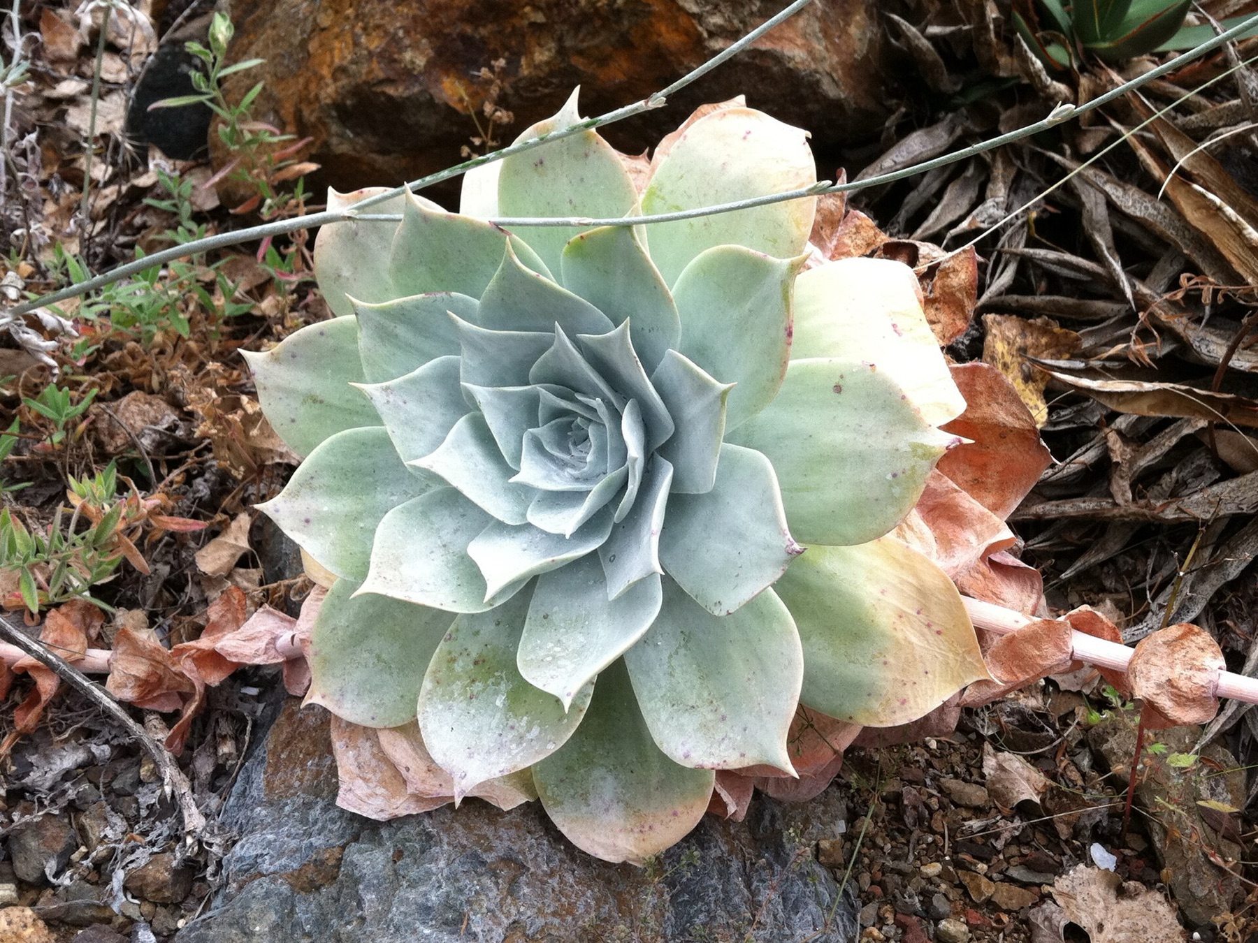 Chalk Dudleya — photo 20