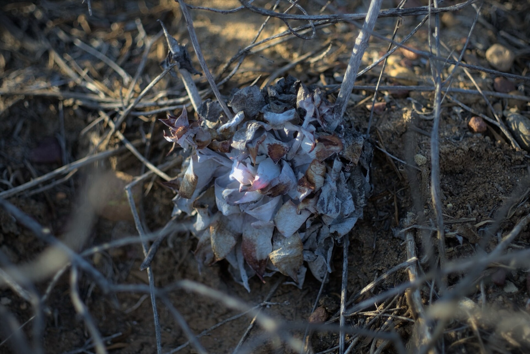 Chalk Dudleya — photo 21
