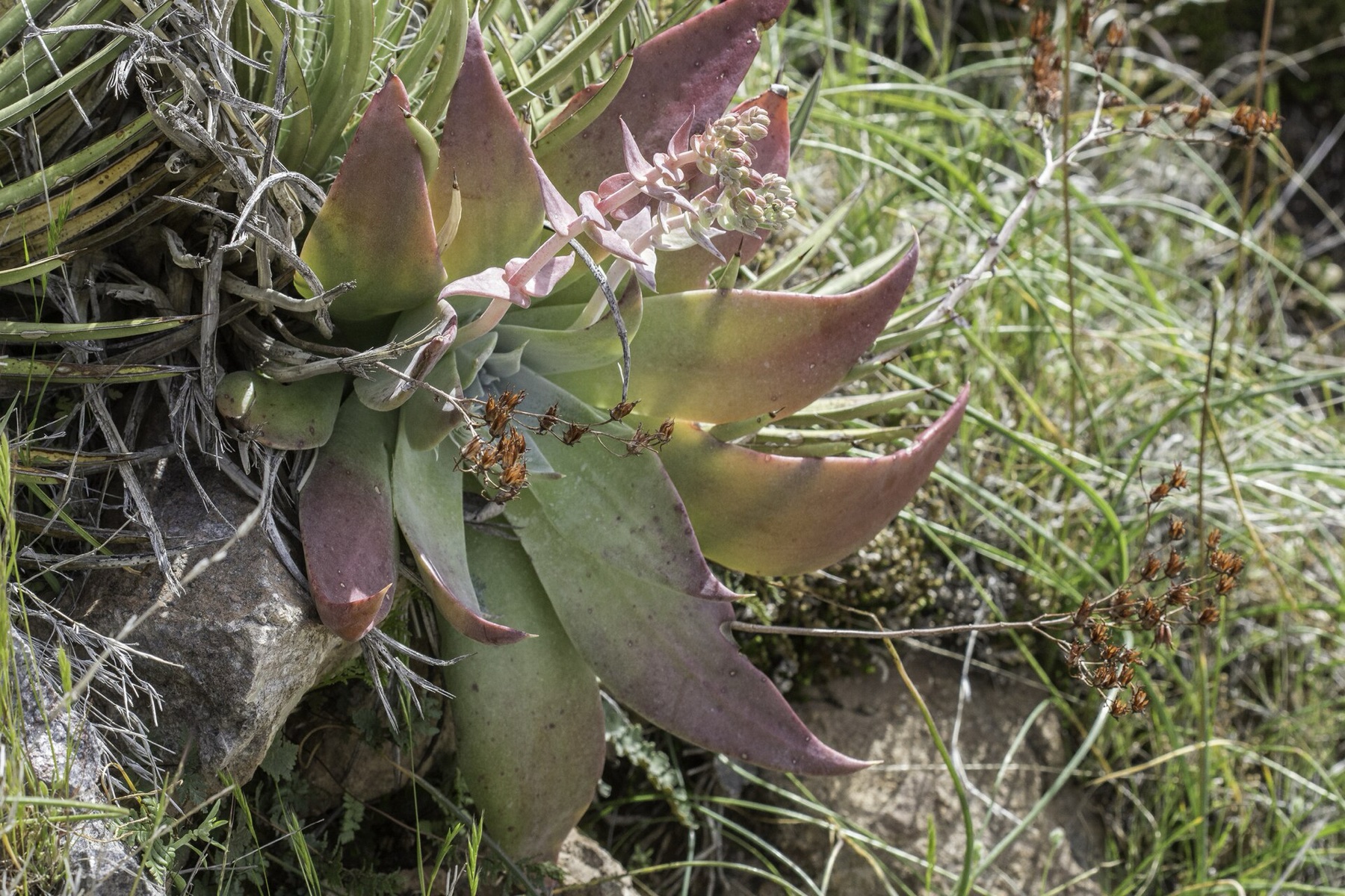 Chalk Dudleya — photo 22