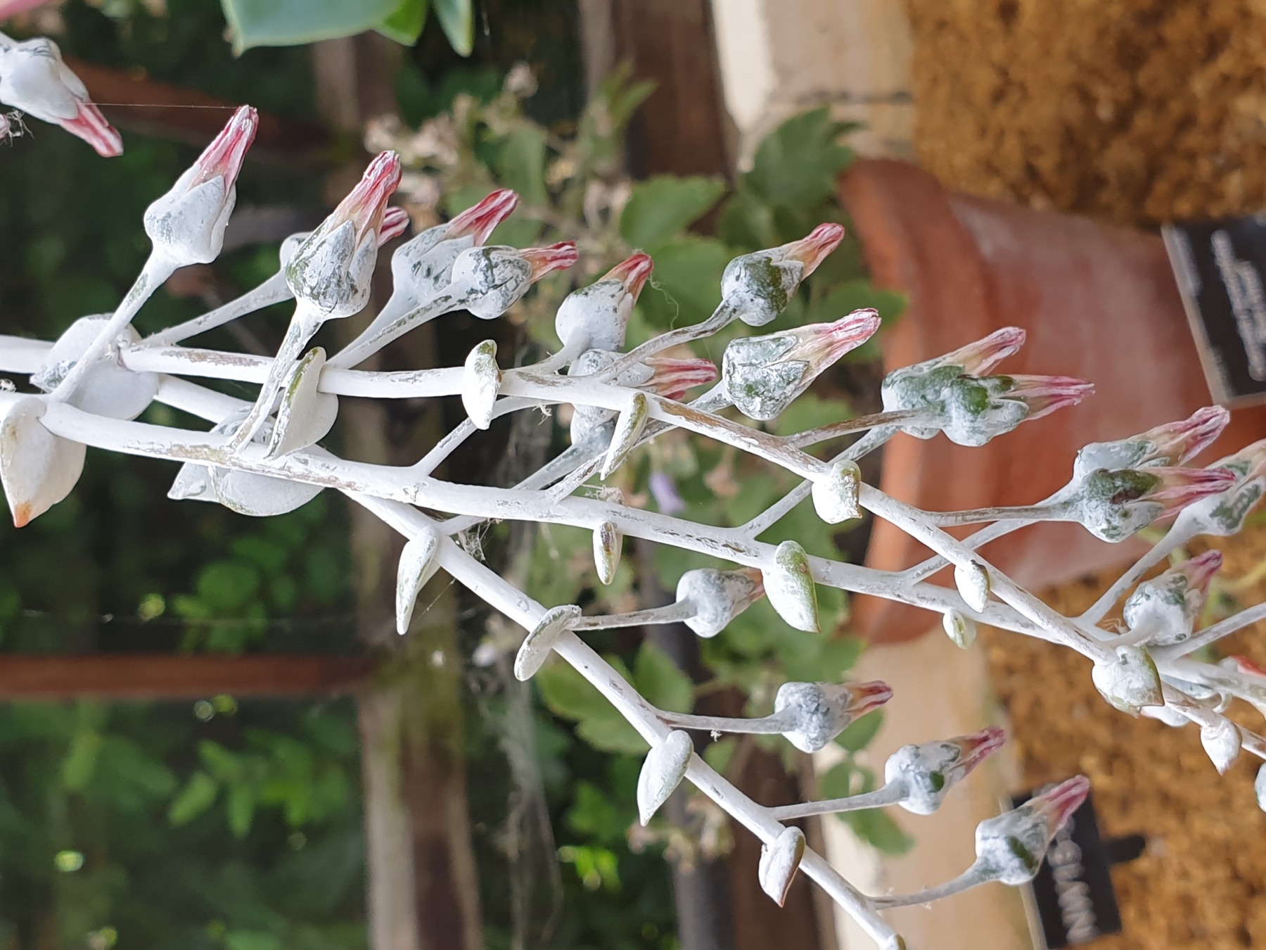Chalk Dudleya — photo 23