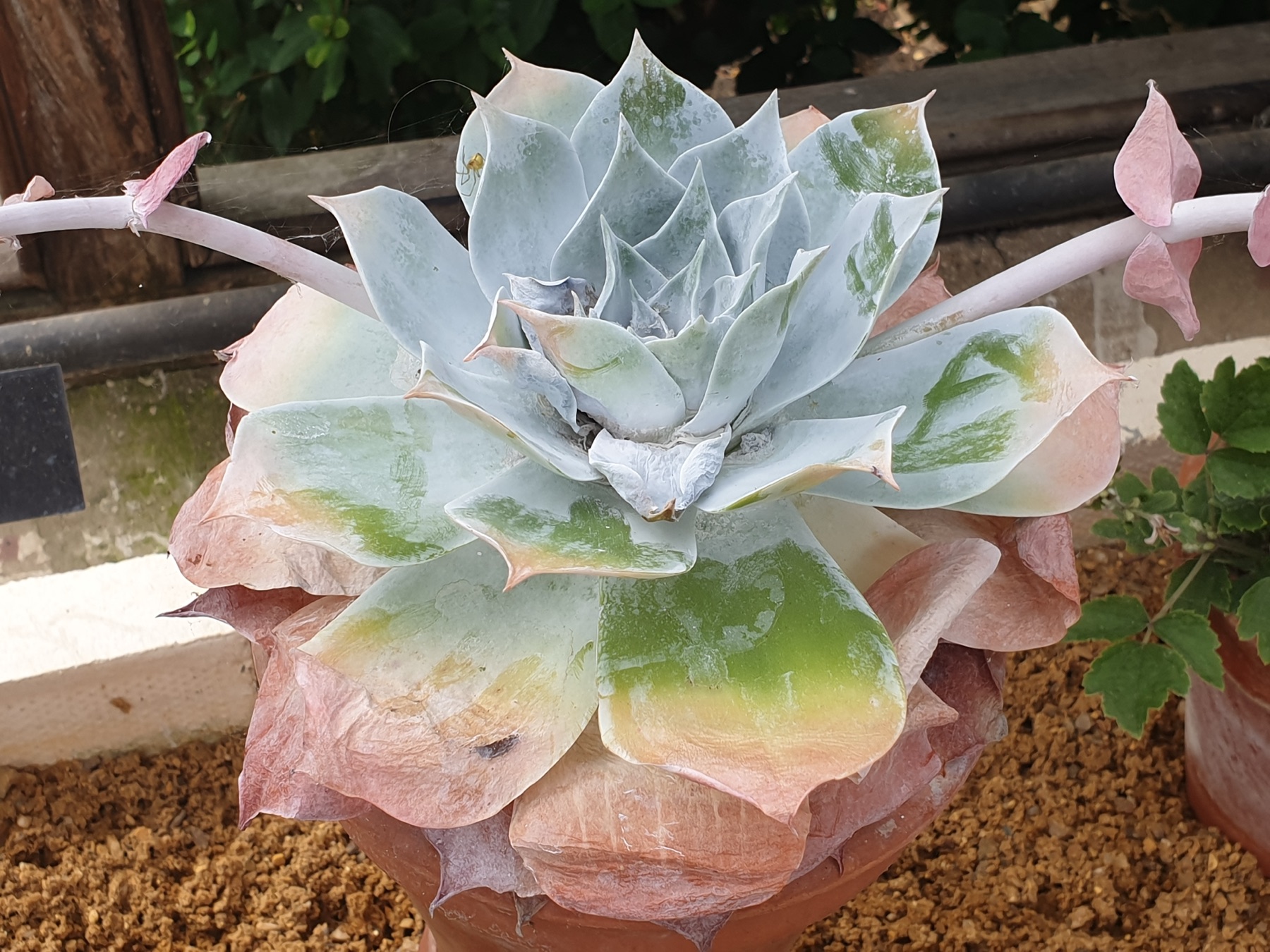 Chalk Dudleya — photo 24